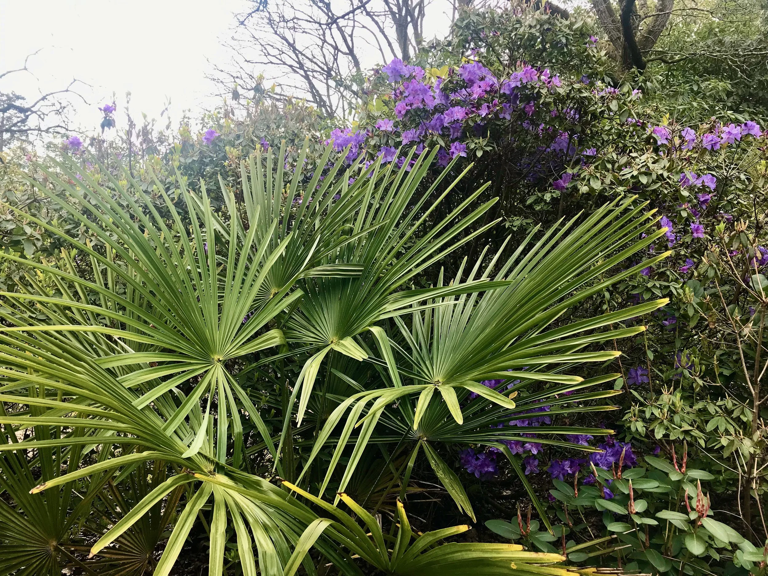 Fern-like fanning leaves and purple azaleas behind