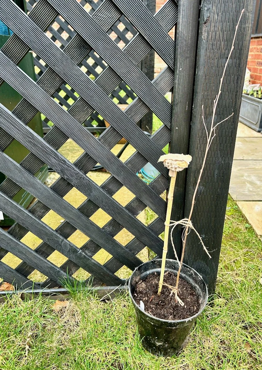 Our silver birch 'whip' planted up in a pot against the black trellis