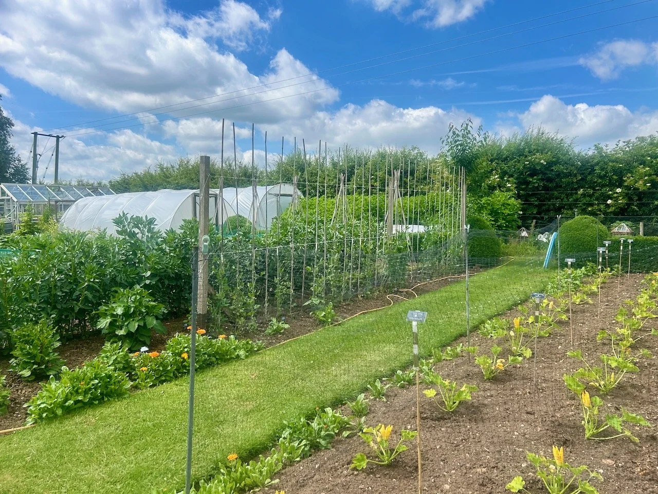 More ordered rows of vegetables in the allotment