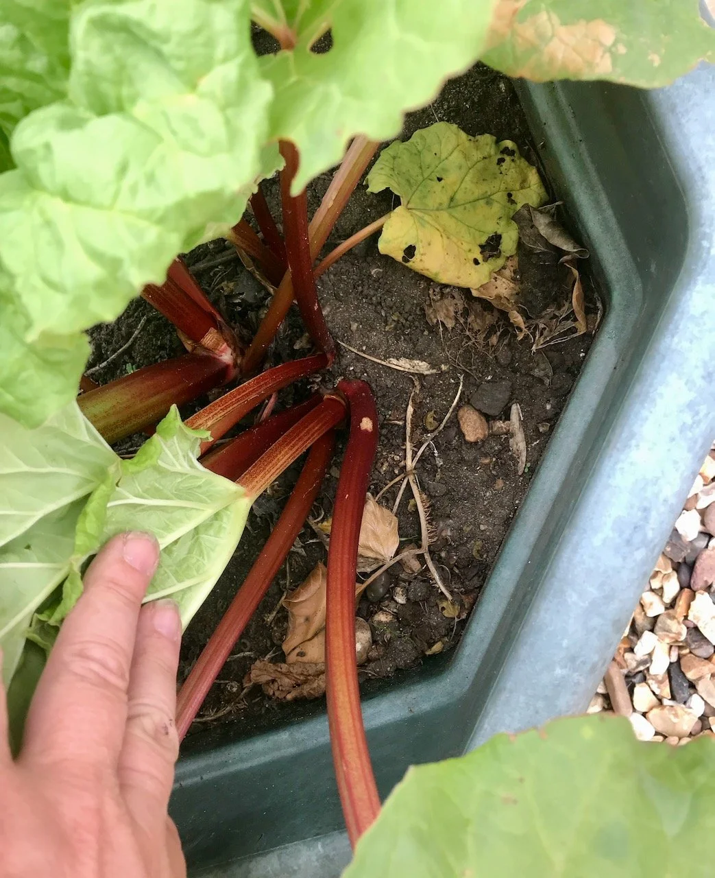 the rhubarb is also thriving here - not a bad number of stems for being grown in a pot