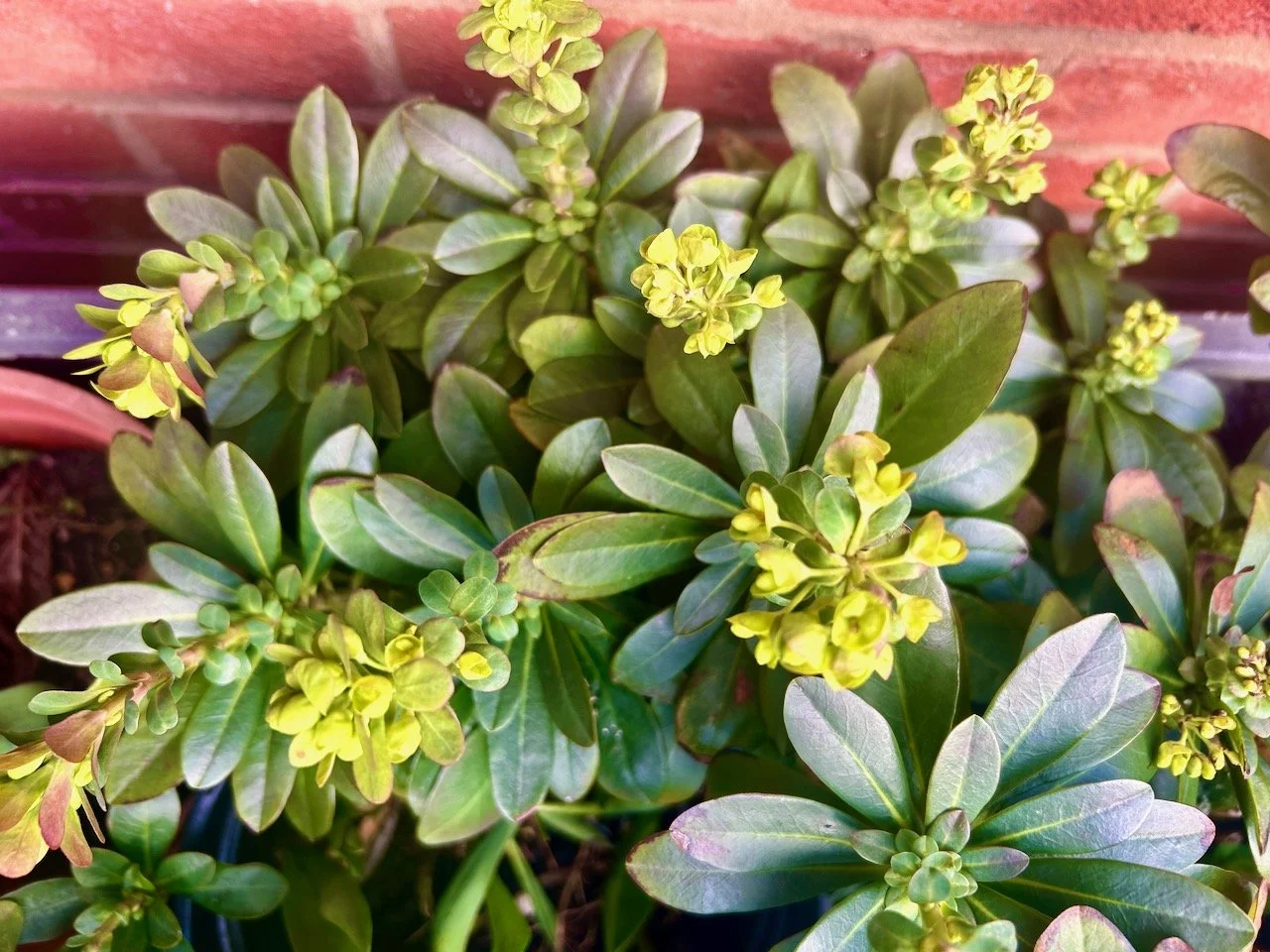 The lime green bracts of the euphorbia
