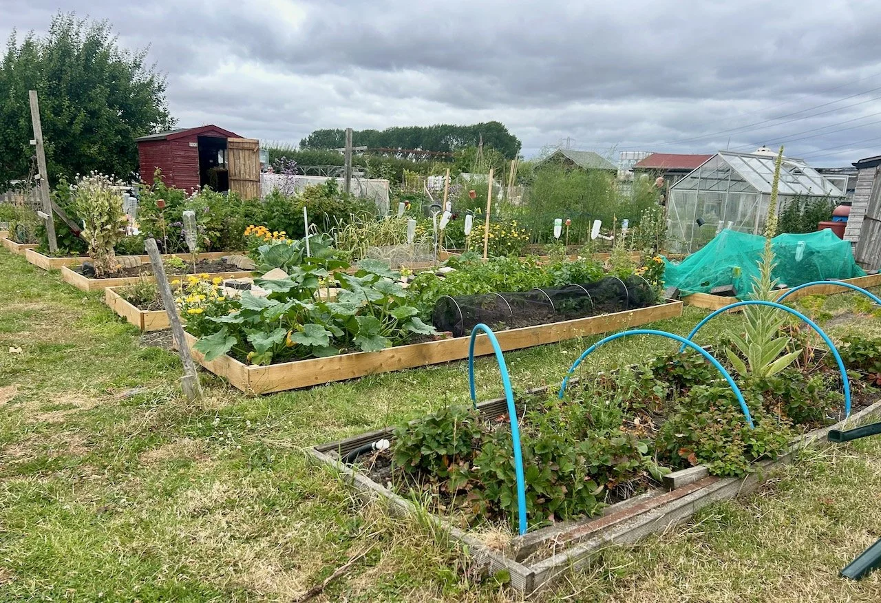A plot at Elston Allotments open day