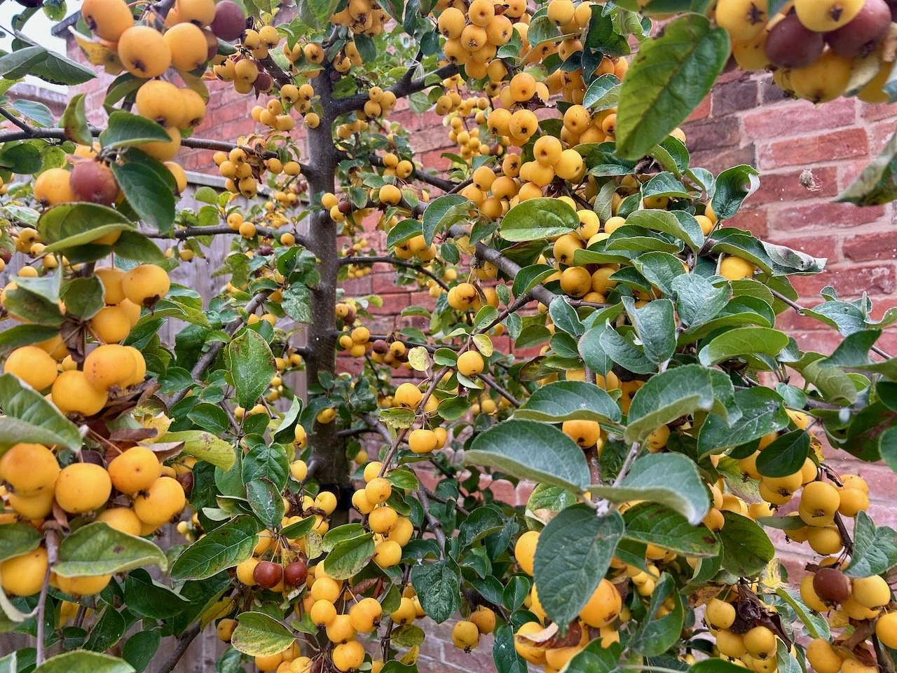 lots of tiny golden crab apples on the little tree - this is after I've picked 2kg of fruit!