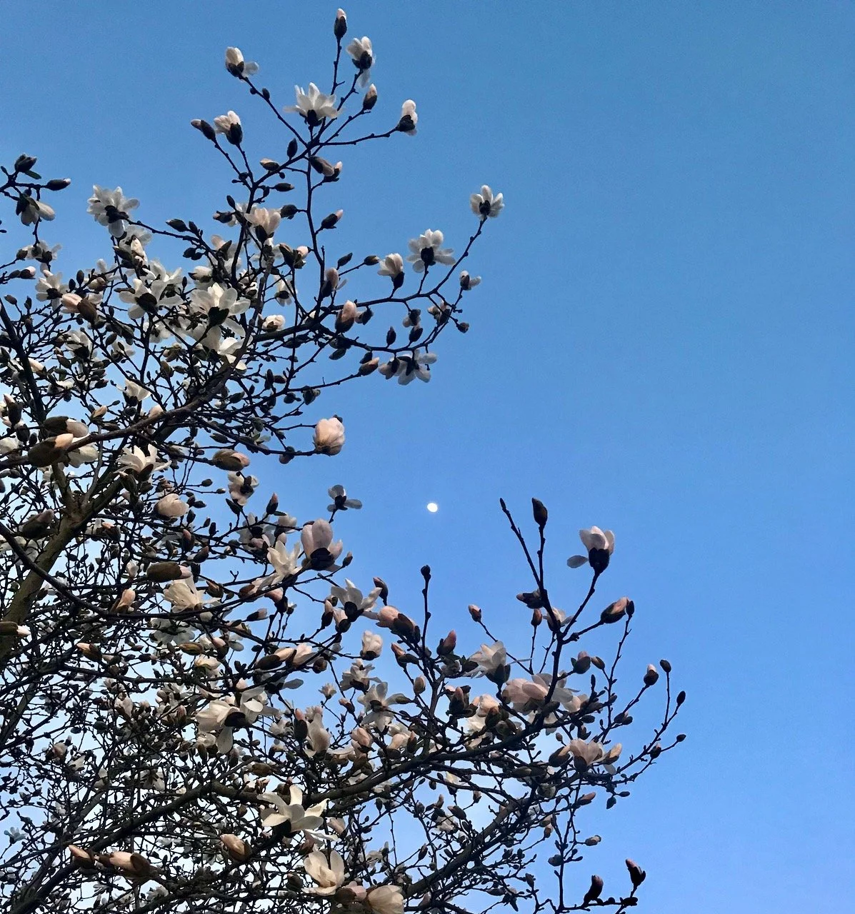 magnolia buds on a tree against a blue sky with the moon shining amongst the branches