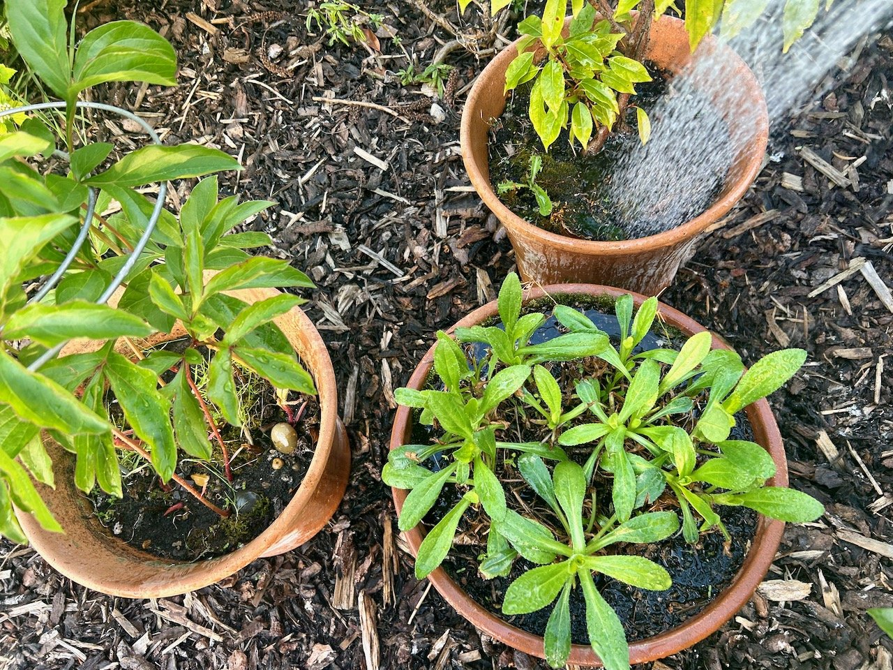 Watering the twisted cherry, the daisies bottom right and the tallest peony creeping out of shot on the left