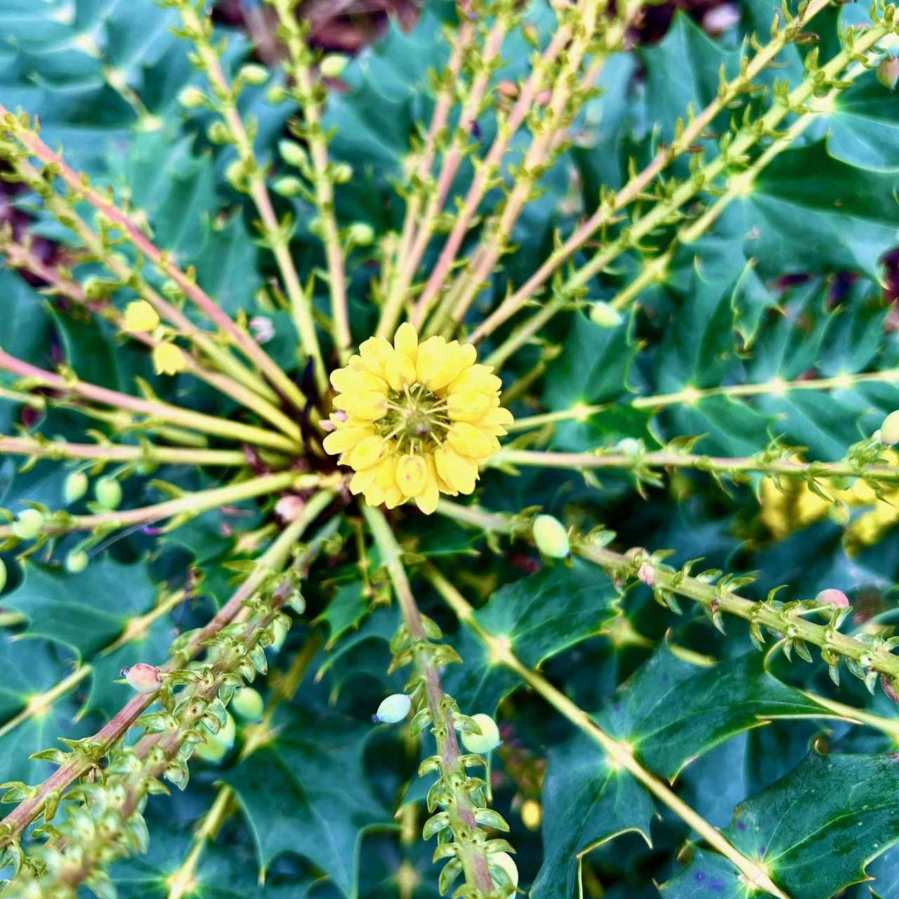 Looking down on the crown of the mahonia, with flowers in the centre and berries forming on the outer stems