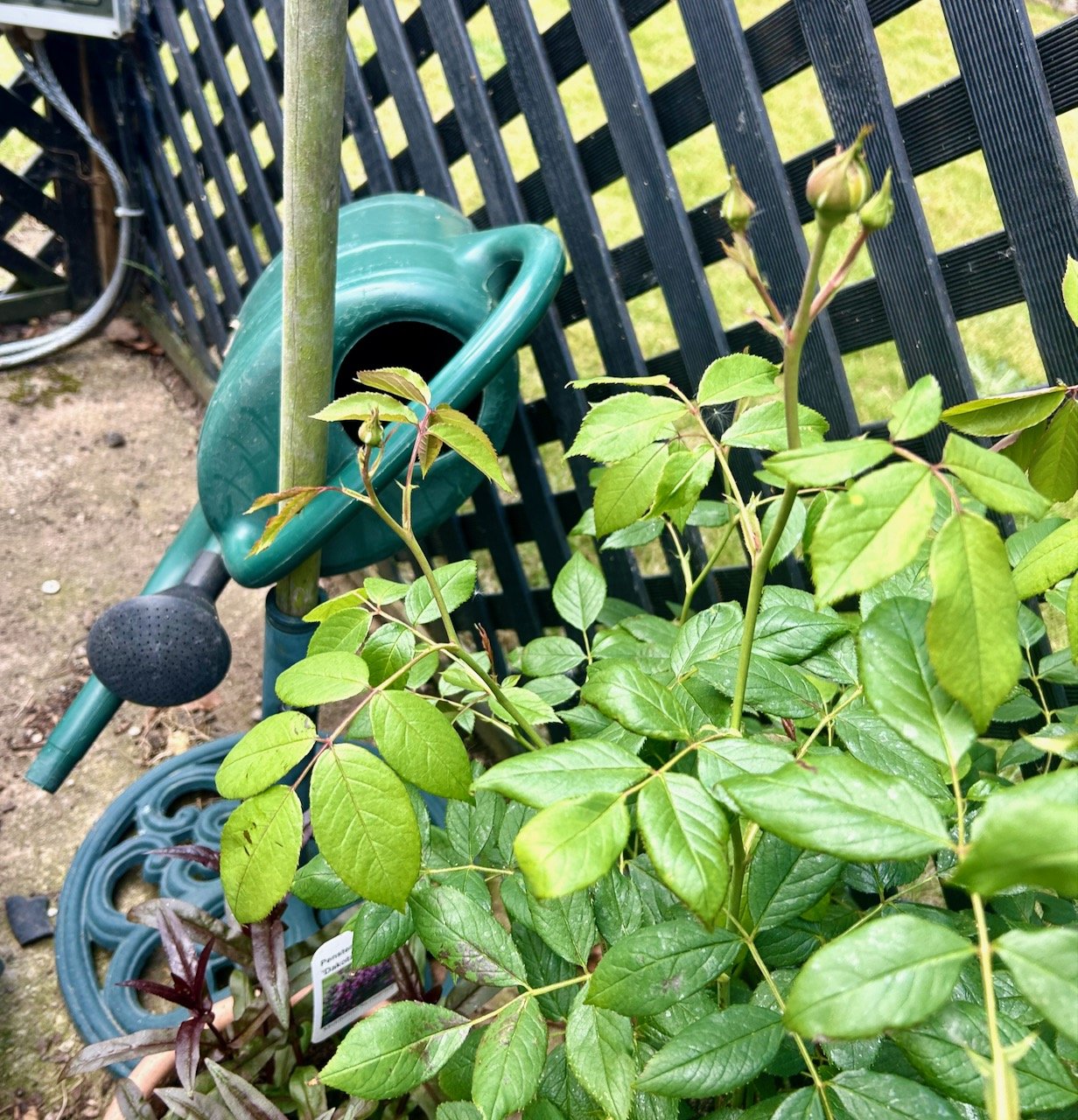 The watering can on a pole behind the newest rose