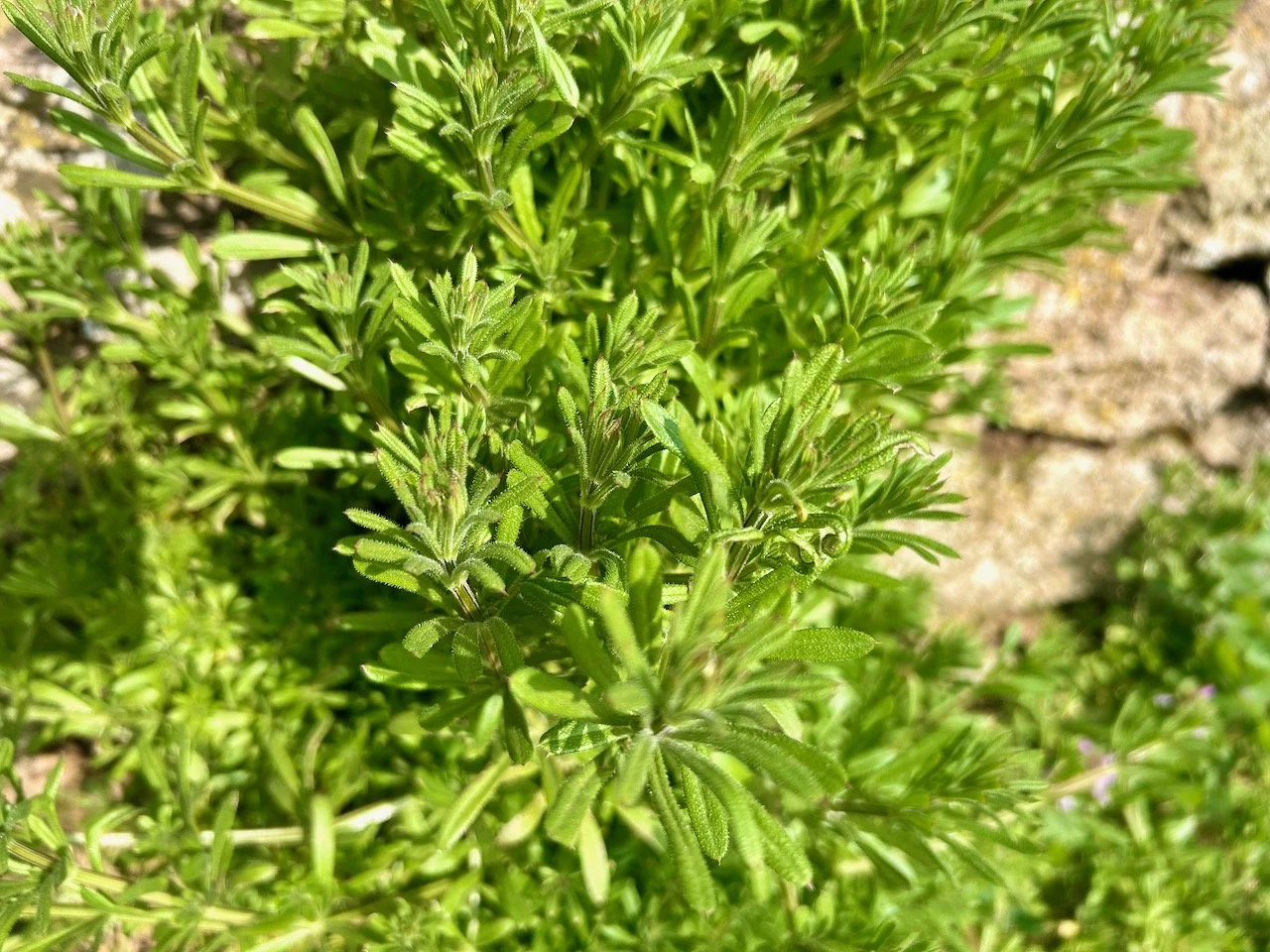 Cleaver (or sticky willy as we used to call it)