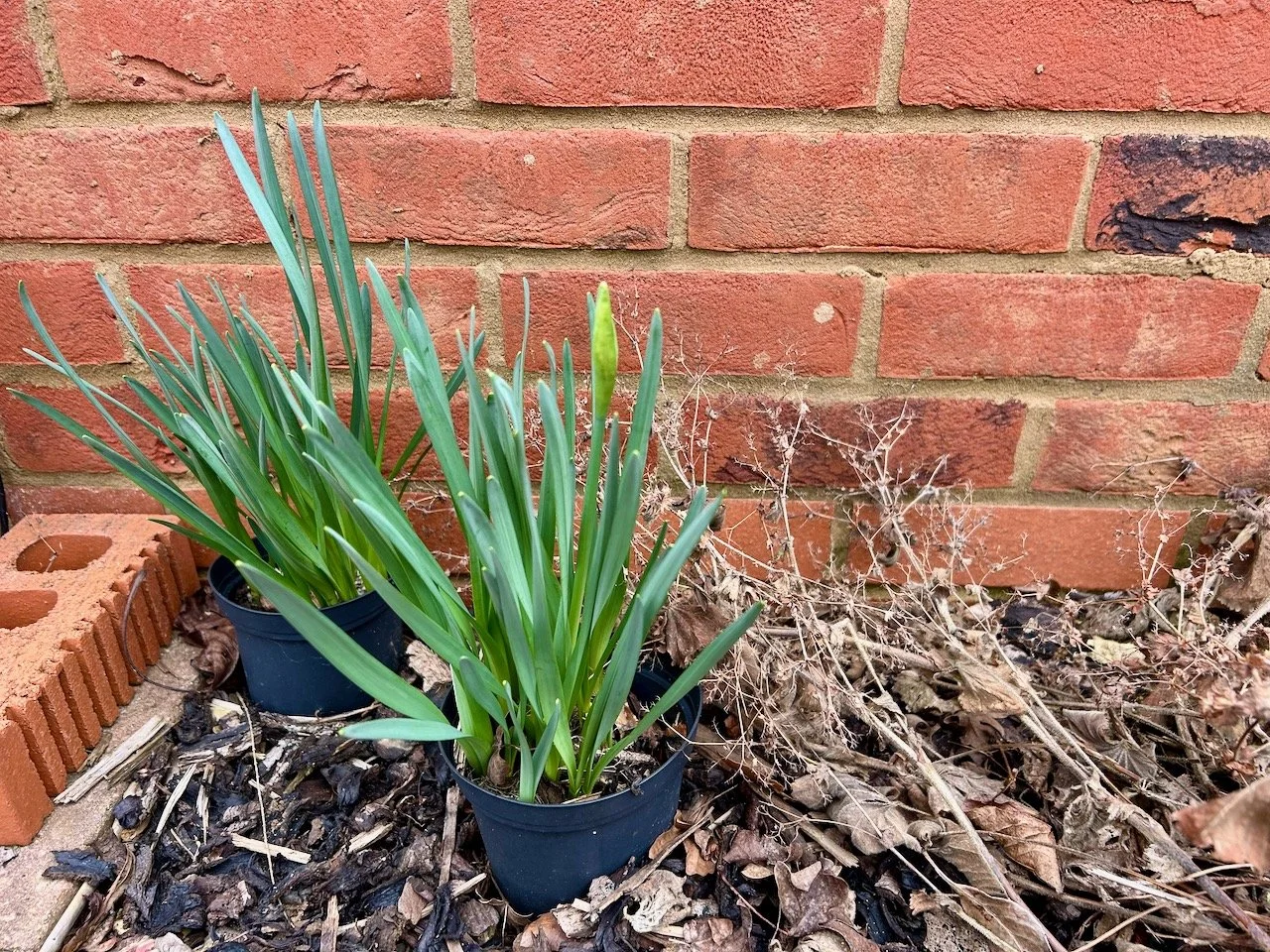 I spy a daffodil bud...