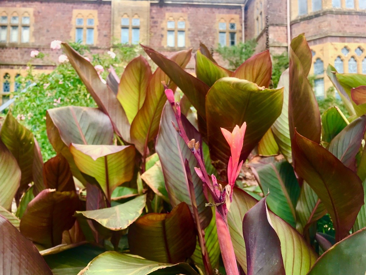 Reddy greeny brown cannas in the foreground with the red brick of the Knightshayes house behind