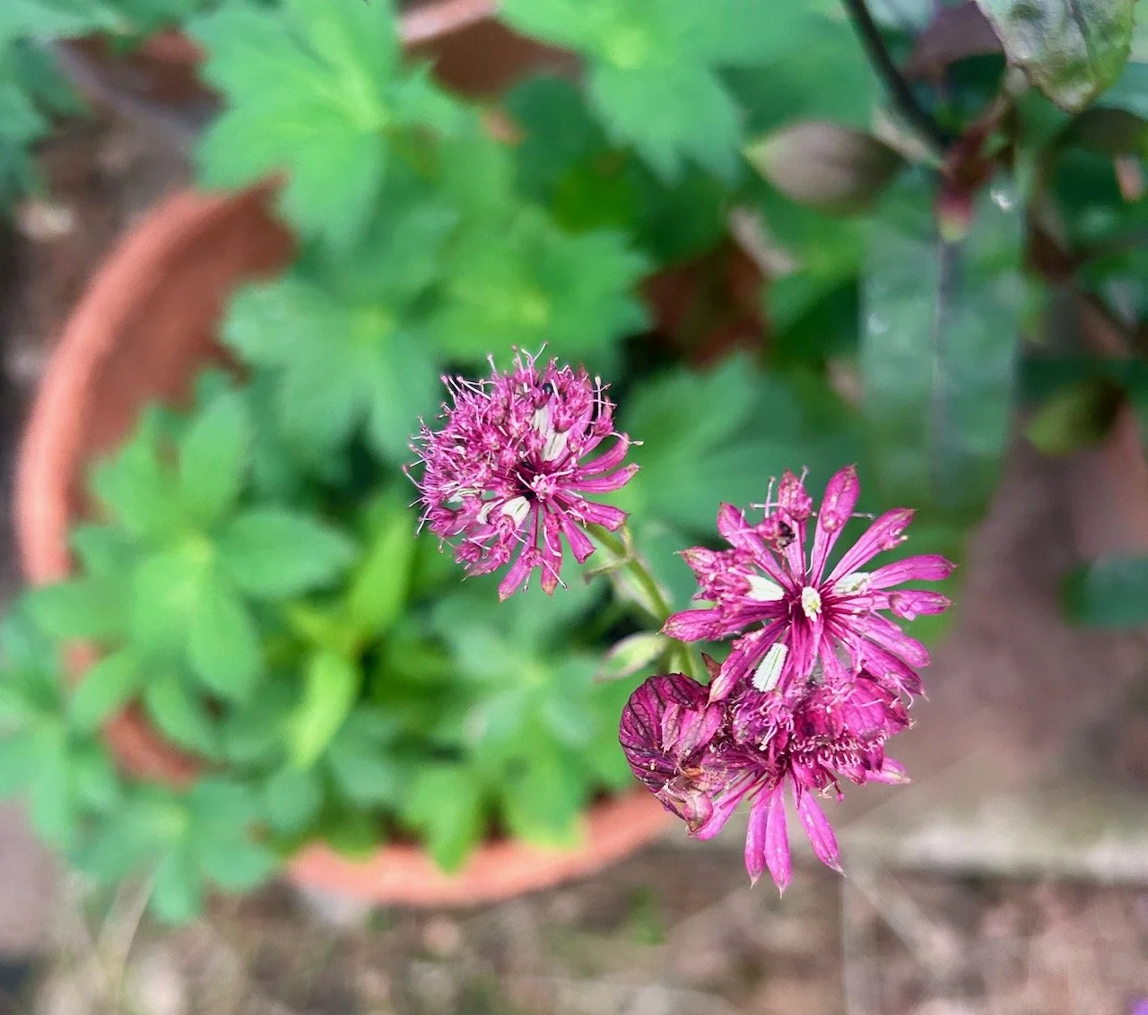 The pink astrantia in flower