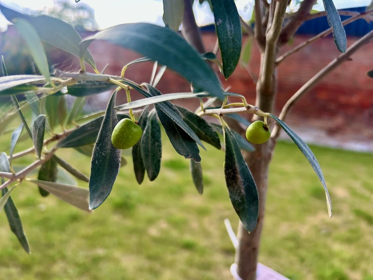 A couple of tiny green olives on the lower branches of our tree
