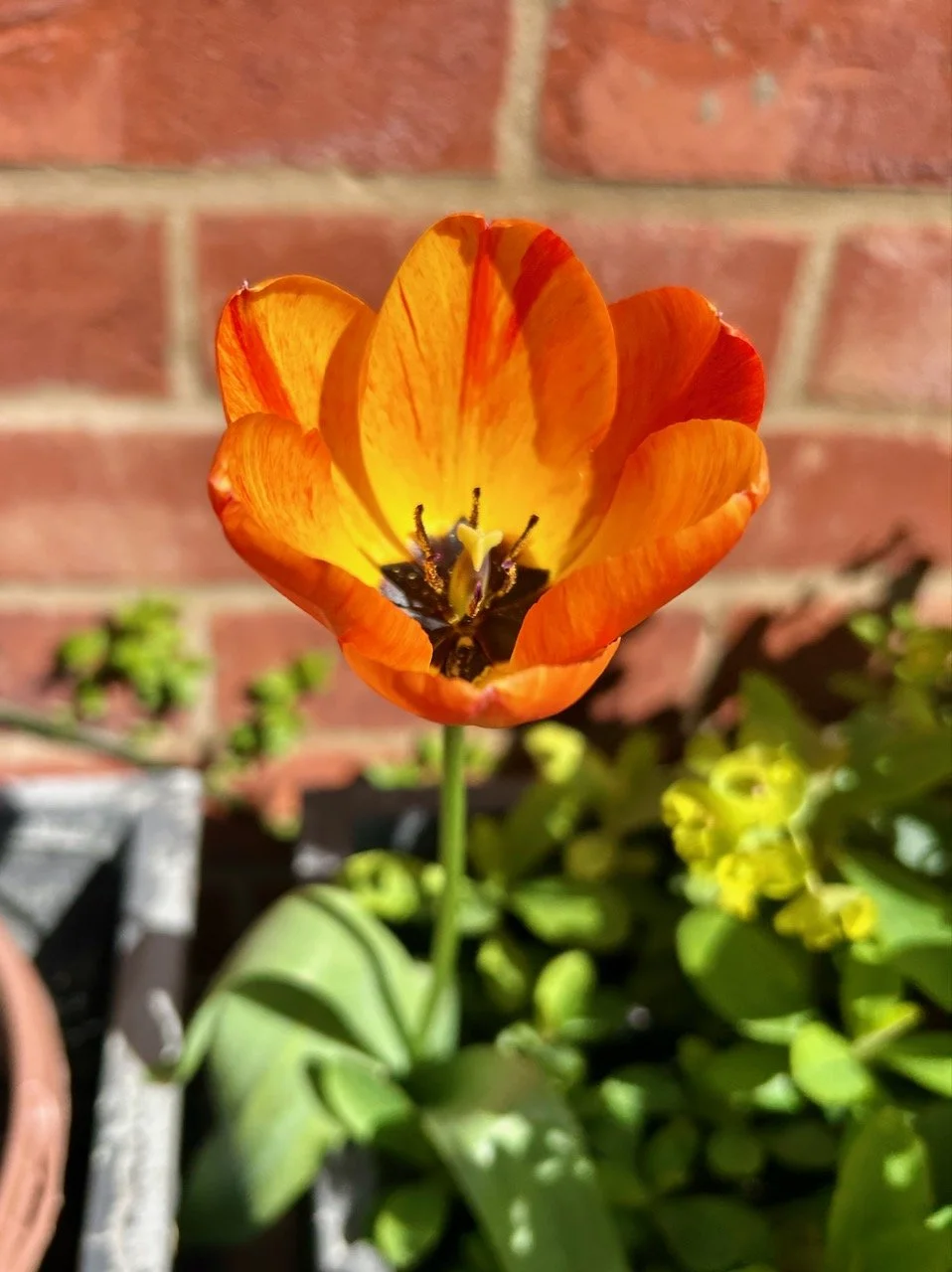 My garden in April