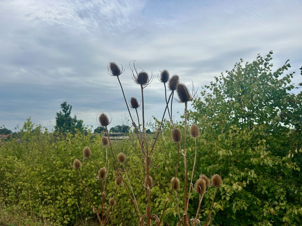 A teasel bush photographed against the sky