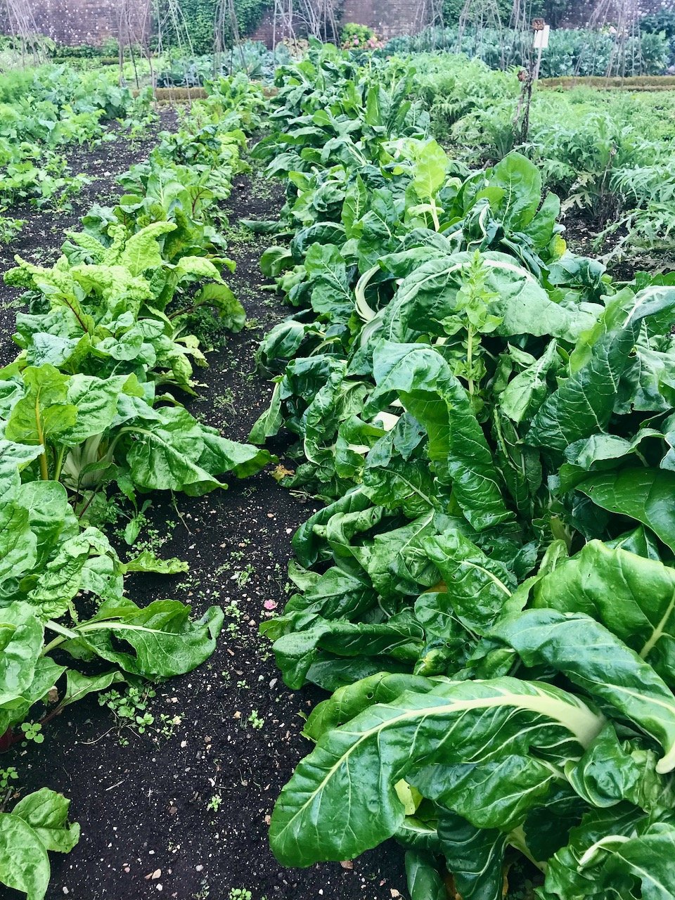 Rows of chard growing in the vegetable garden in Chard