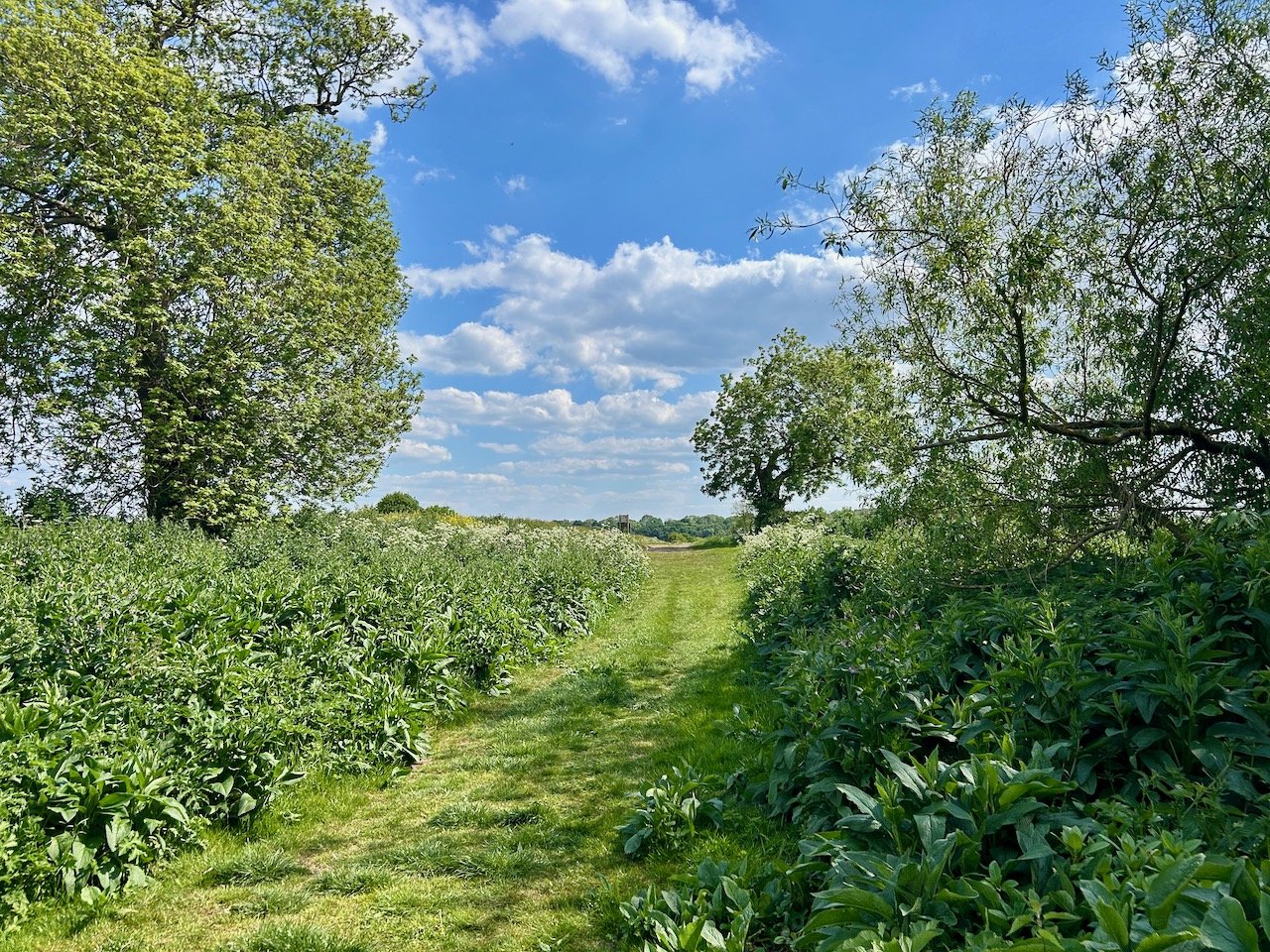 heading along the lush river path flanked by vegetation on either side