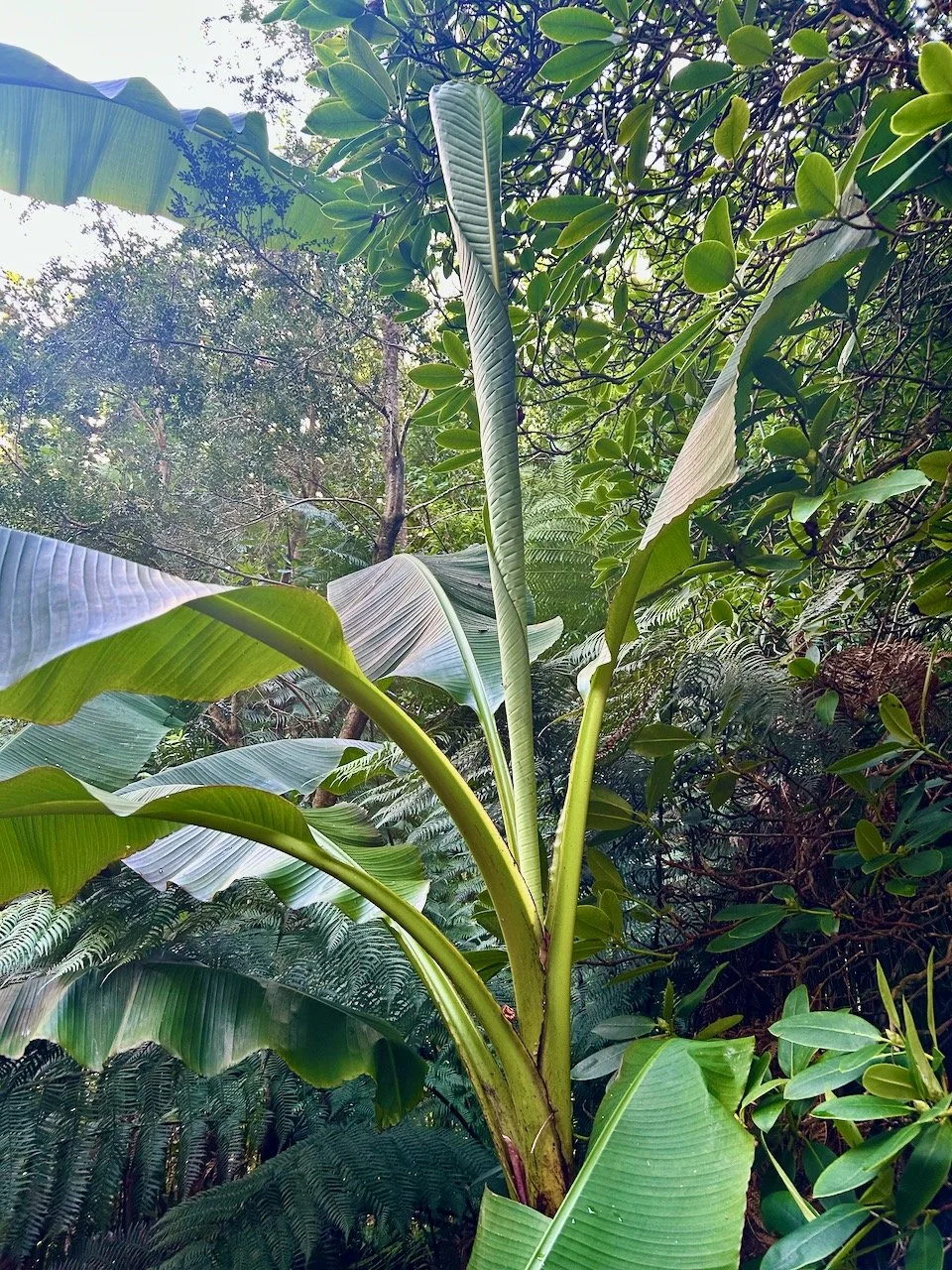 A new banana leaf ready to unfurl itself
