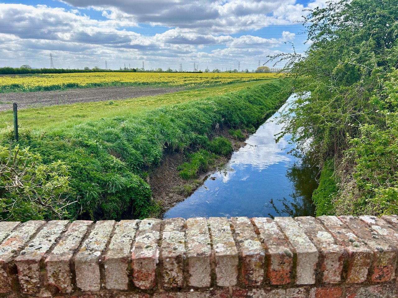 From the brick bridge in Moor Lane, looking at the stream with sky and clouds reflected in it and yellow crops in the field on the left