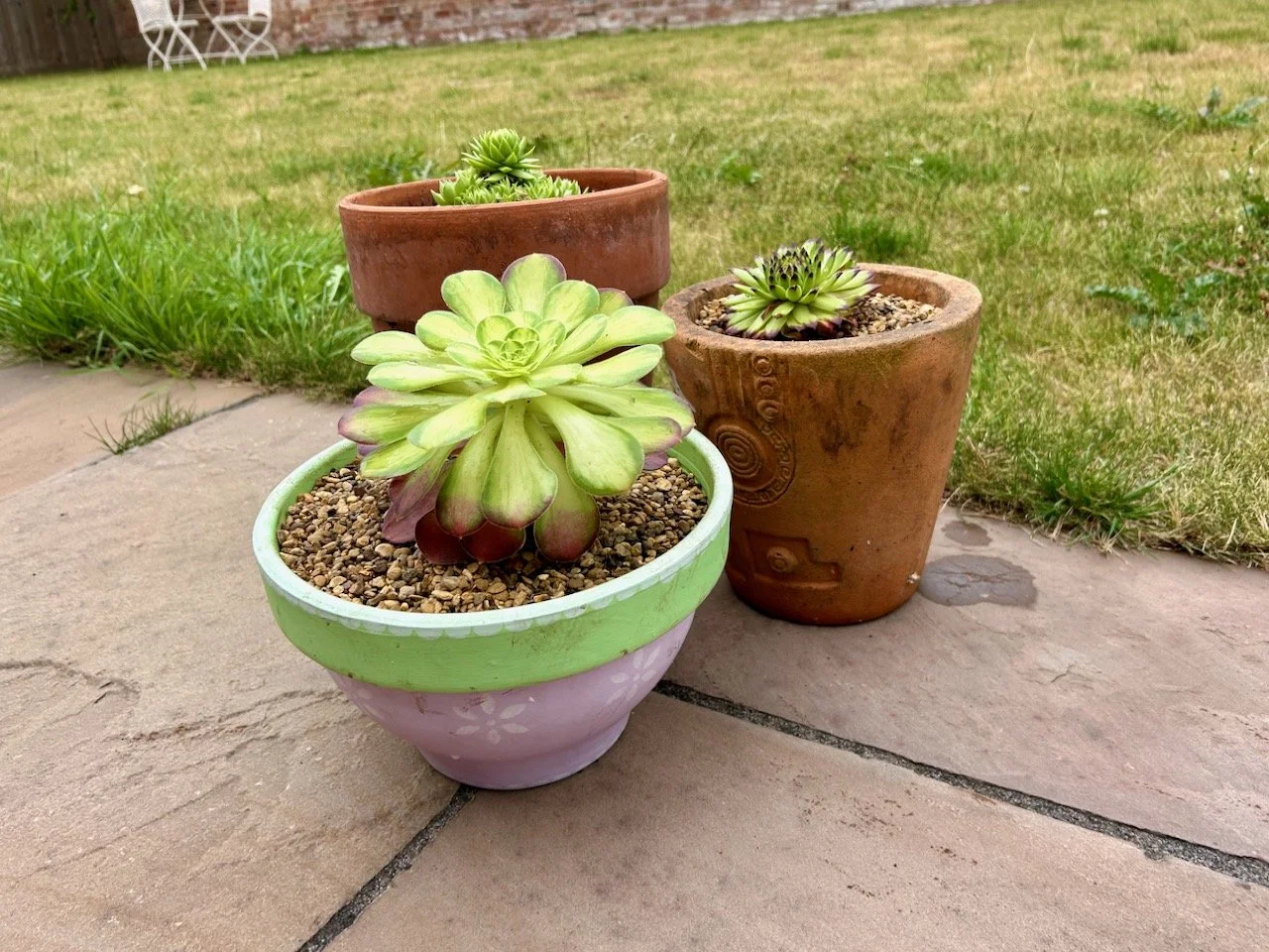 Another three pots with succulents in on the patio