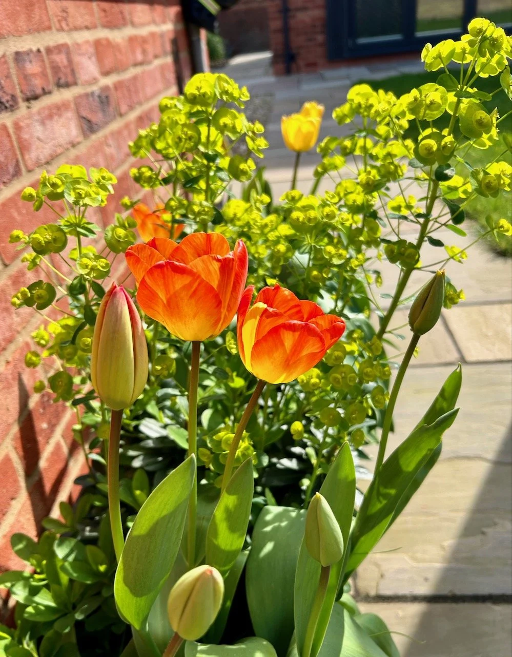 Tulips and euphorbias enjoying the sun - oranges and yellows of the tulips and the lime green euphorbias just make me smile.