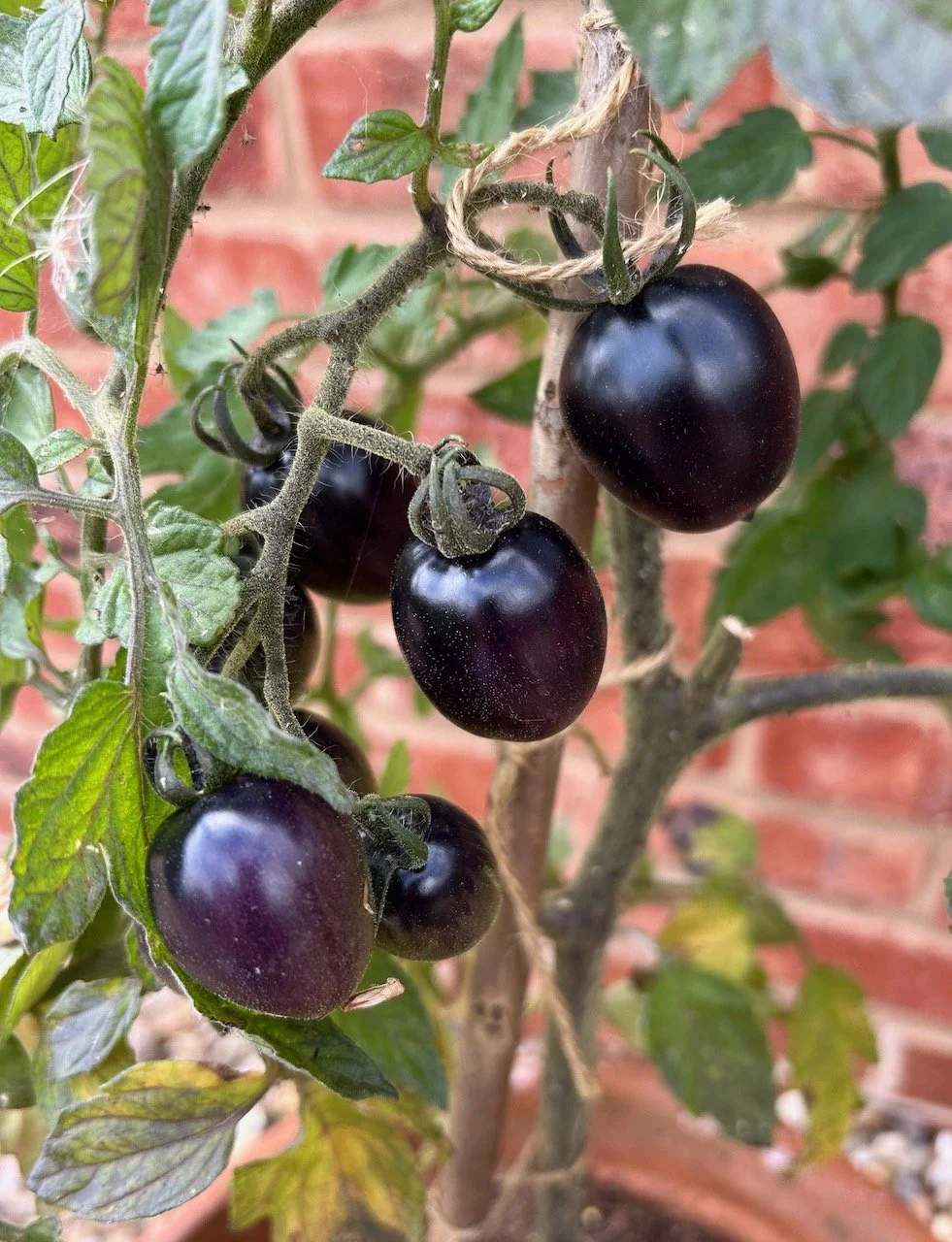 a string of black tomatoes on the plant