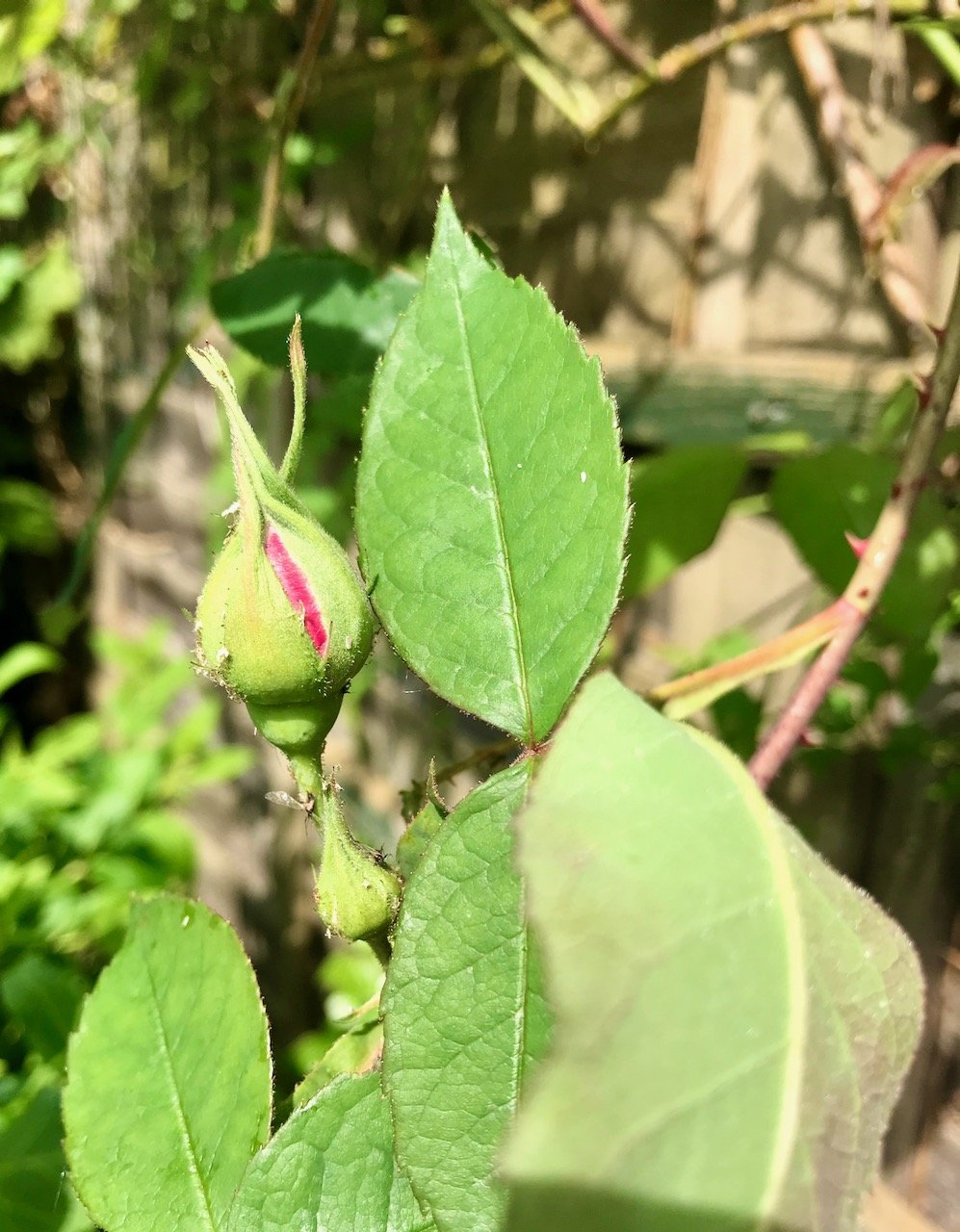 Tightly packed Rosebuds on the Gertrude Jekyll rose bush