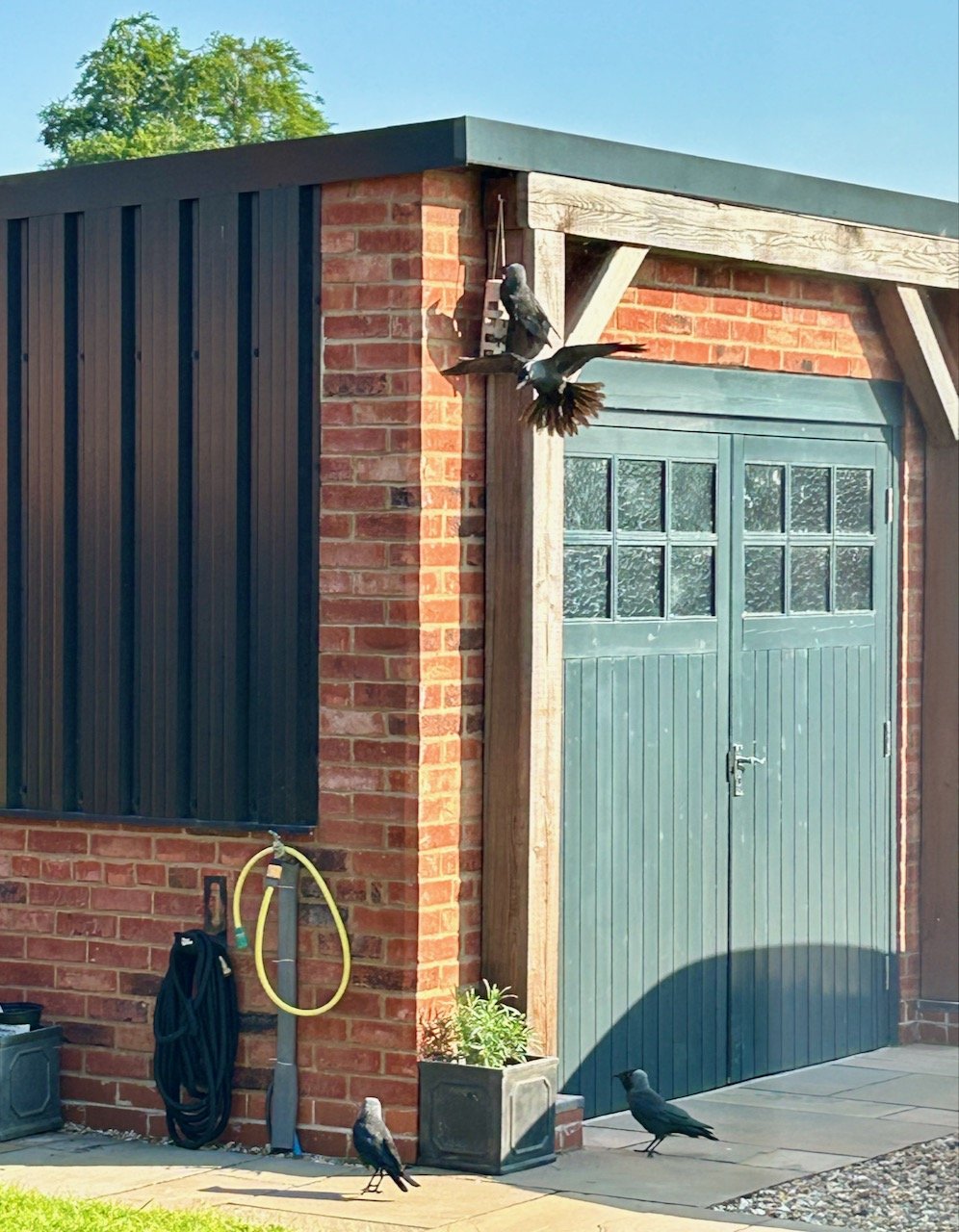 Four crows surrounding our bird feeder hung on the garage