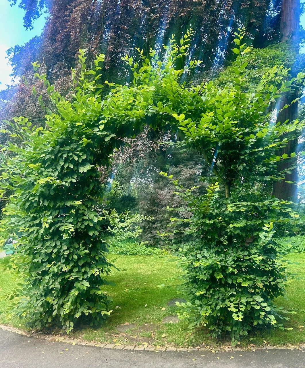 a hedged arch on the border