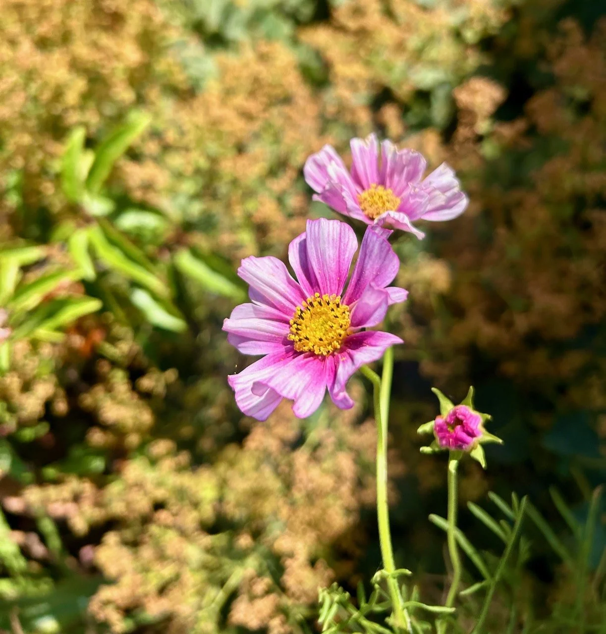 More cosmos flowers - aren't they brilliant?