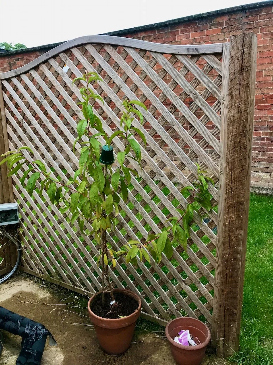 And there it is potted up with its branches untied, still inside the trellised area as strong winds were forecast