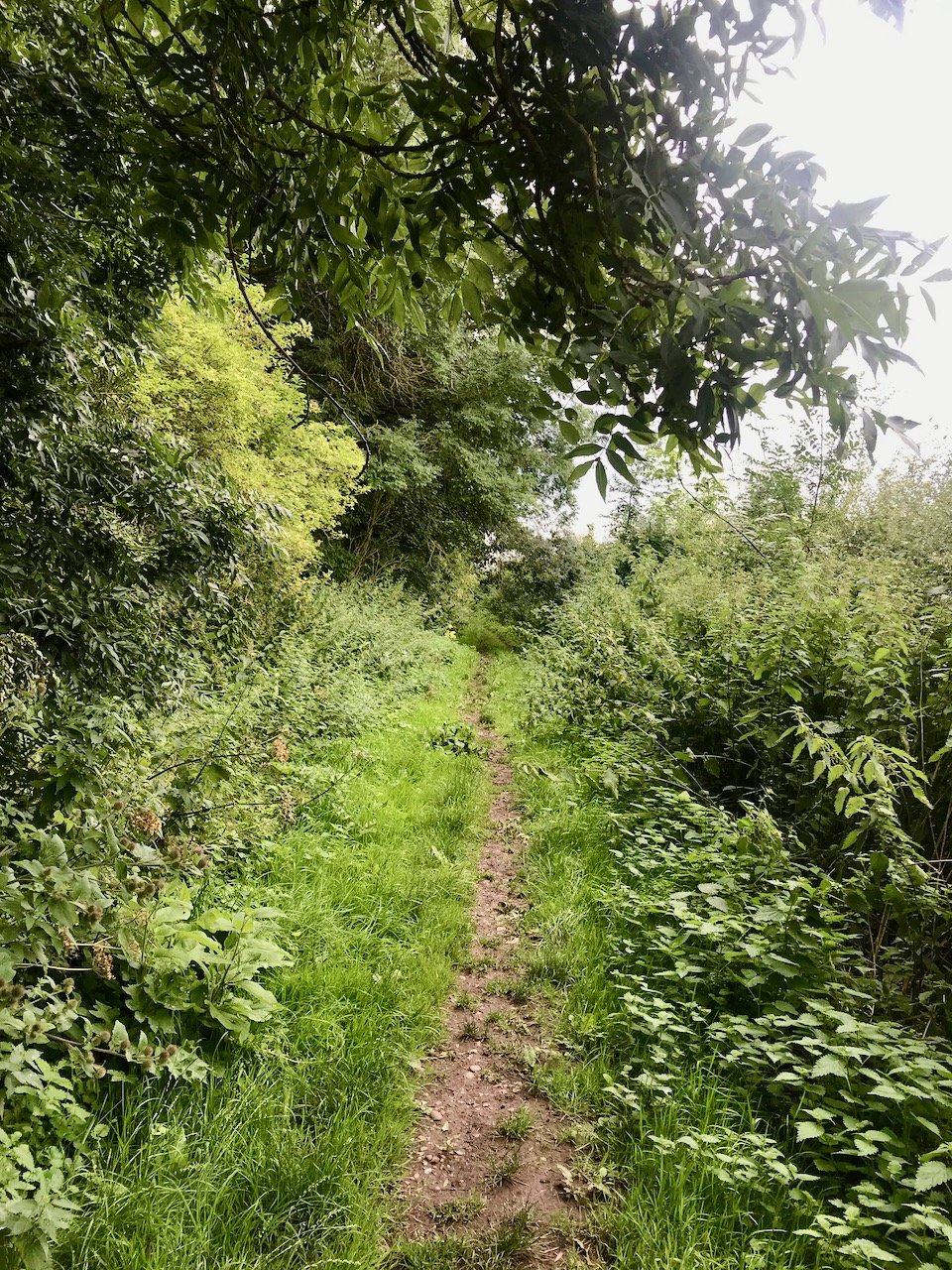 A narrow trail through trees, bushes and nettles