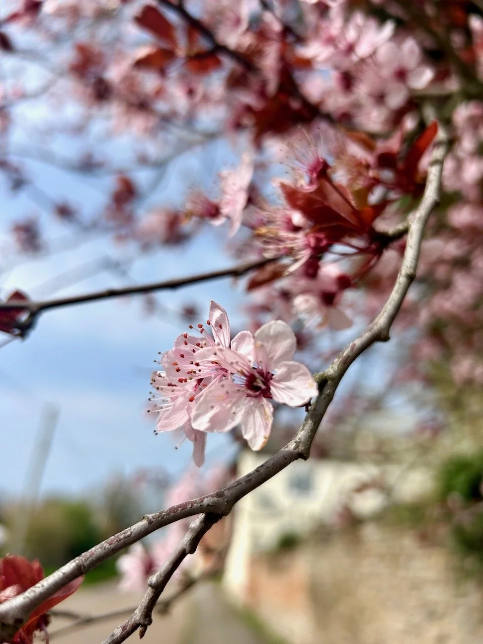Walking East Stoke's lanes:  March 2026
