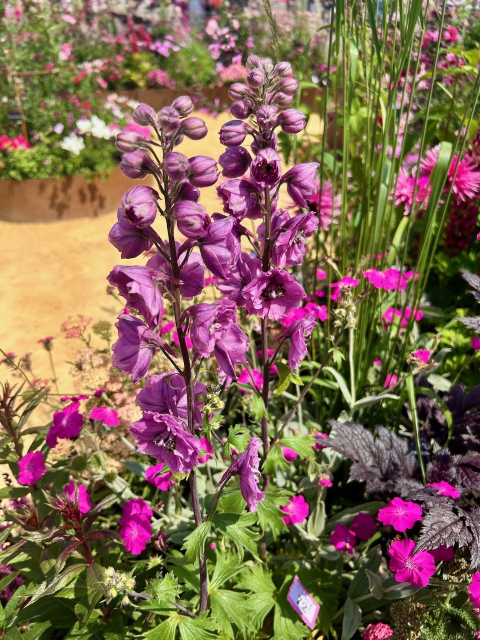 Tall stems of pink flowers in Think, all things pink - Gardeners' World Live 2025