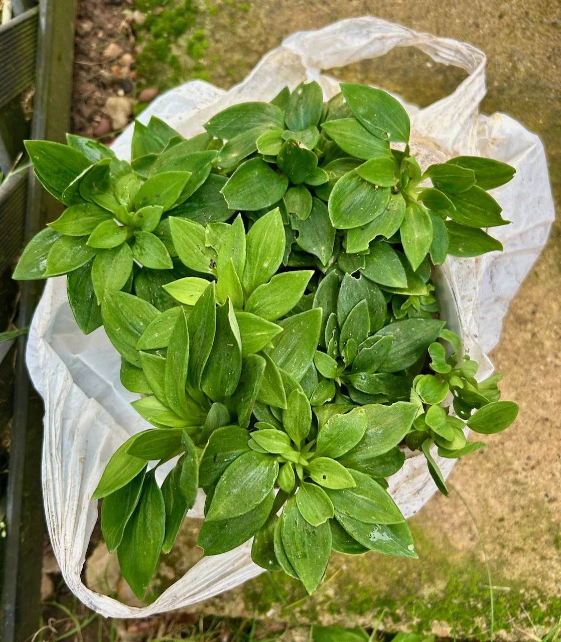 A green but yet unknown plant from dad, still in its slightly muddy plastic bag (and pot -not shown)