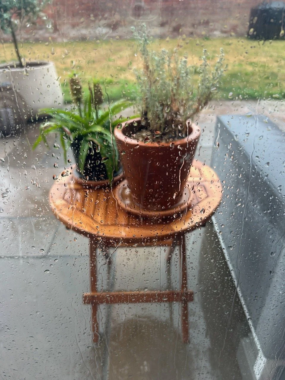 Rain running down the window looking out to the eucomis and santolini on a  wooden table