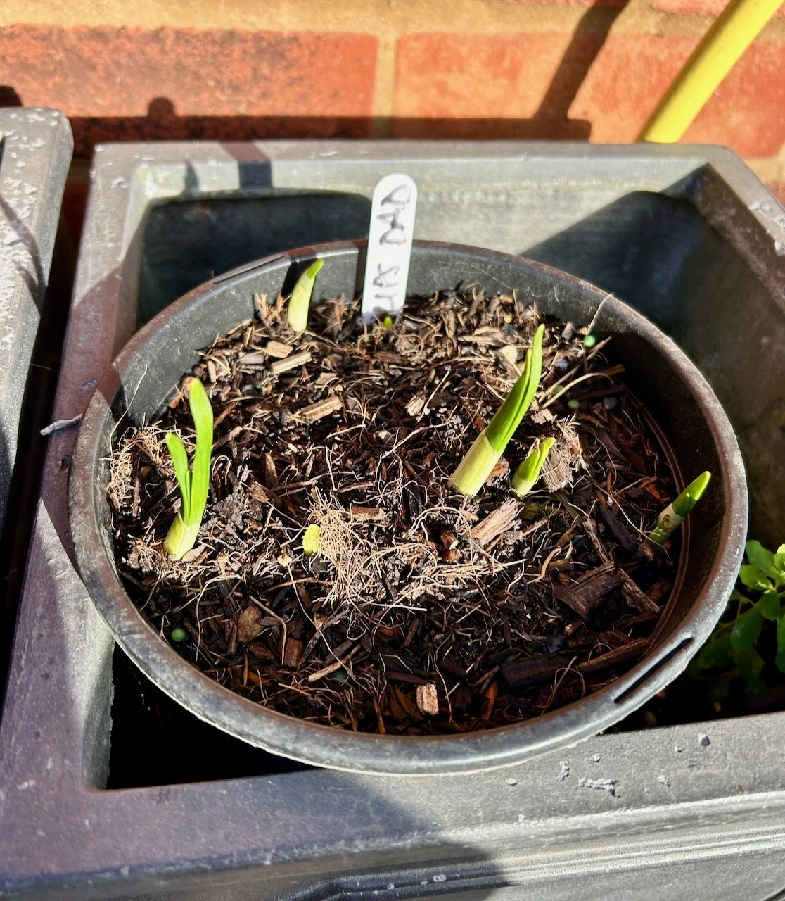 Tulips potted up in December already pushing up through the soil in the pot