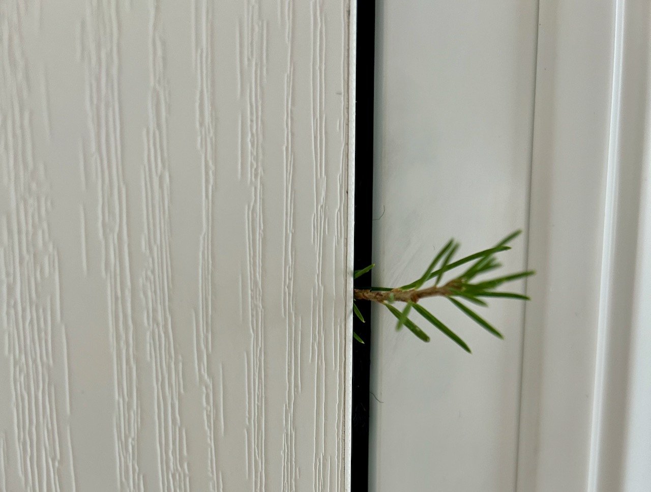 From inside - the tendril made it all the way through the door - trimming required!