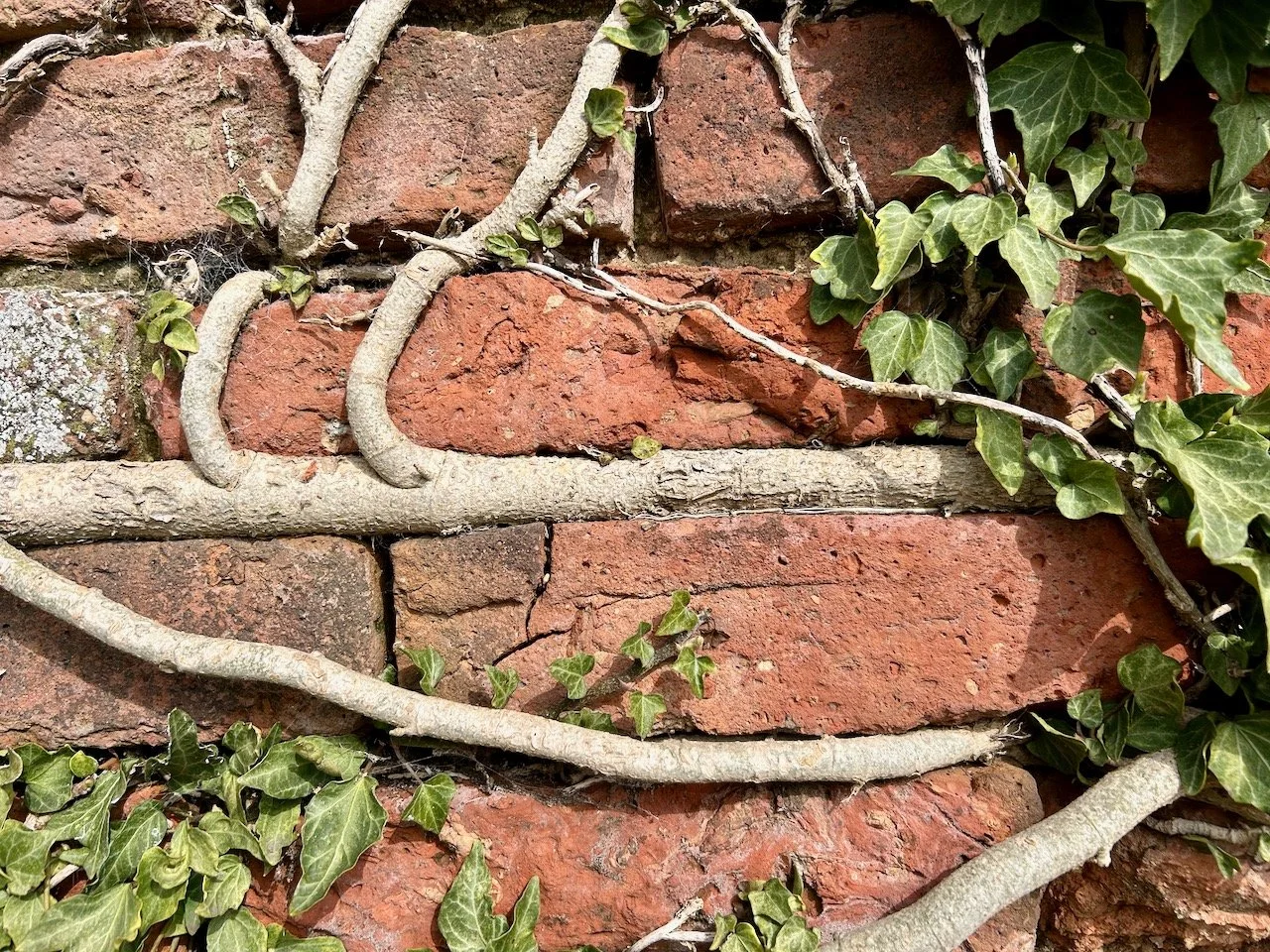 A closer look at the ivy which has replaced the mortar growing in a straight line, and up and over the bricks