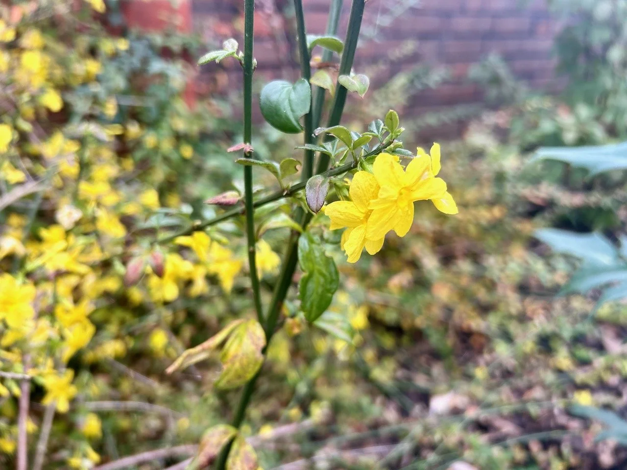The winter jasmine with its yellow flower - flowering without support