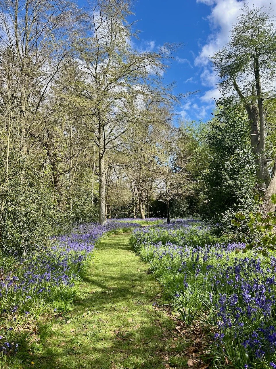 Bluebells in the grounds at Flintham Hall, Nottinghamshire