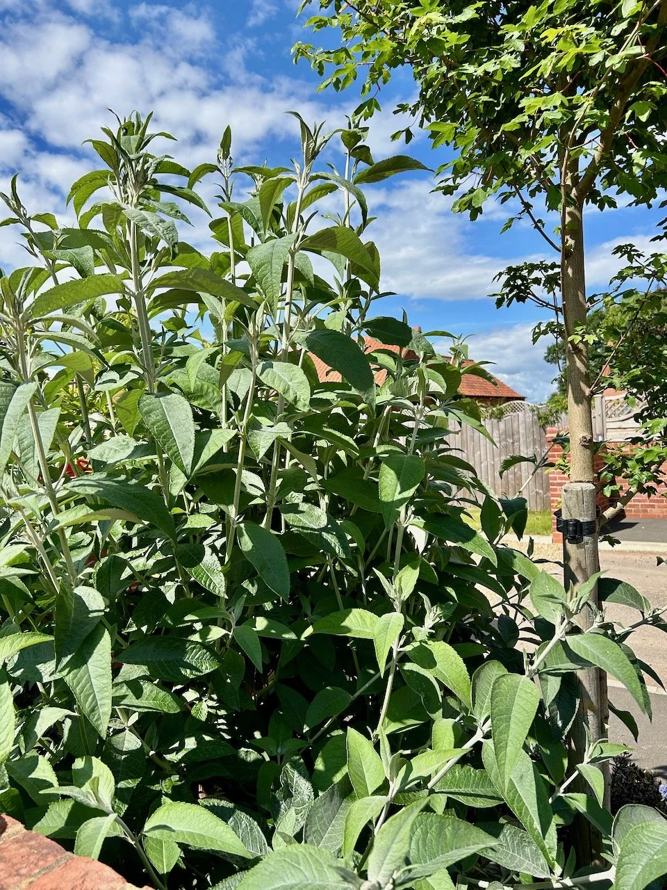 the buddleia bush and its rapid growth this month