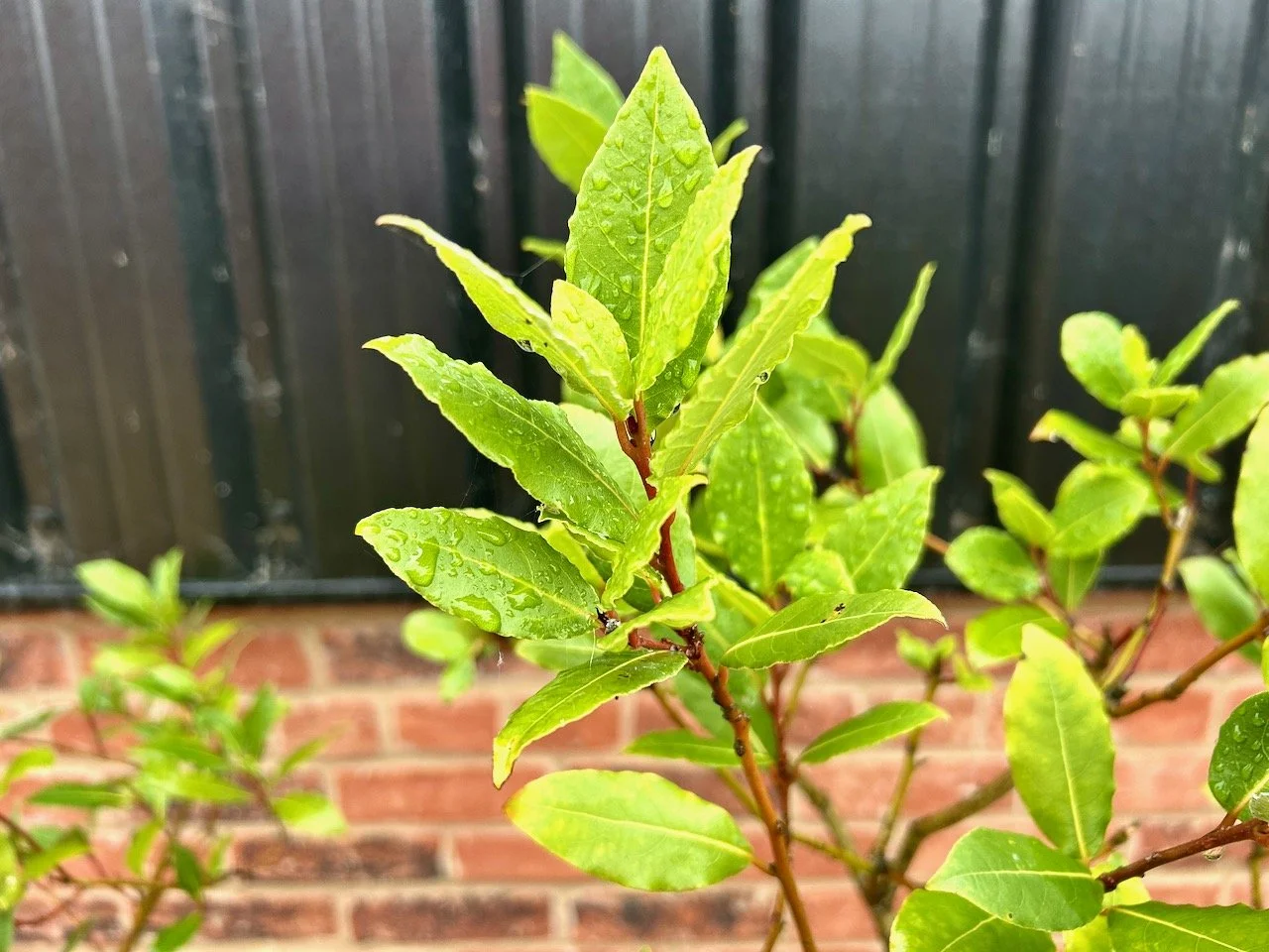 My garden in November
