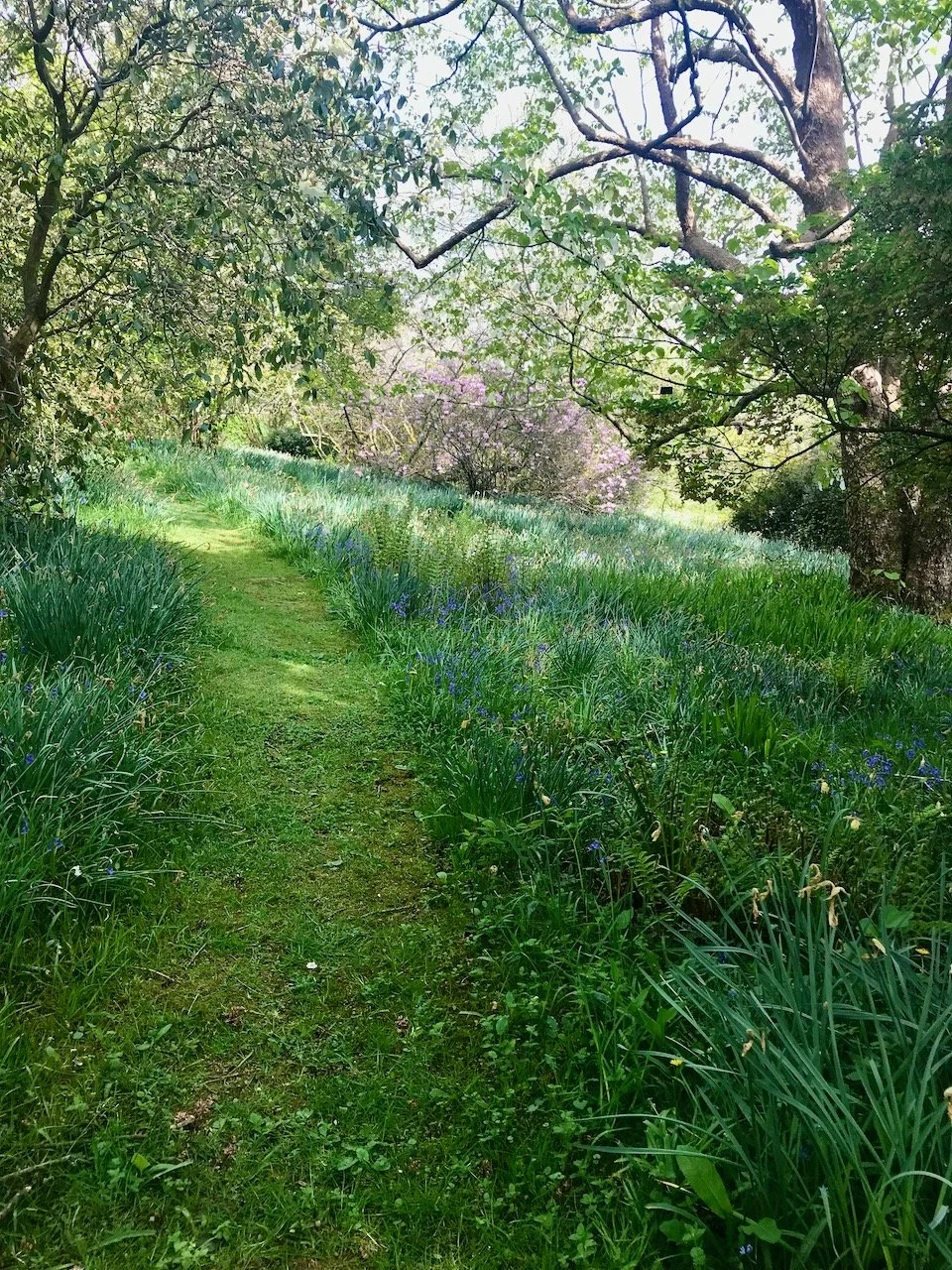 Taking the path through trees, bluebells and longer grass