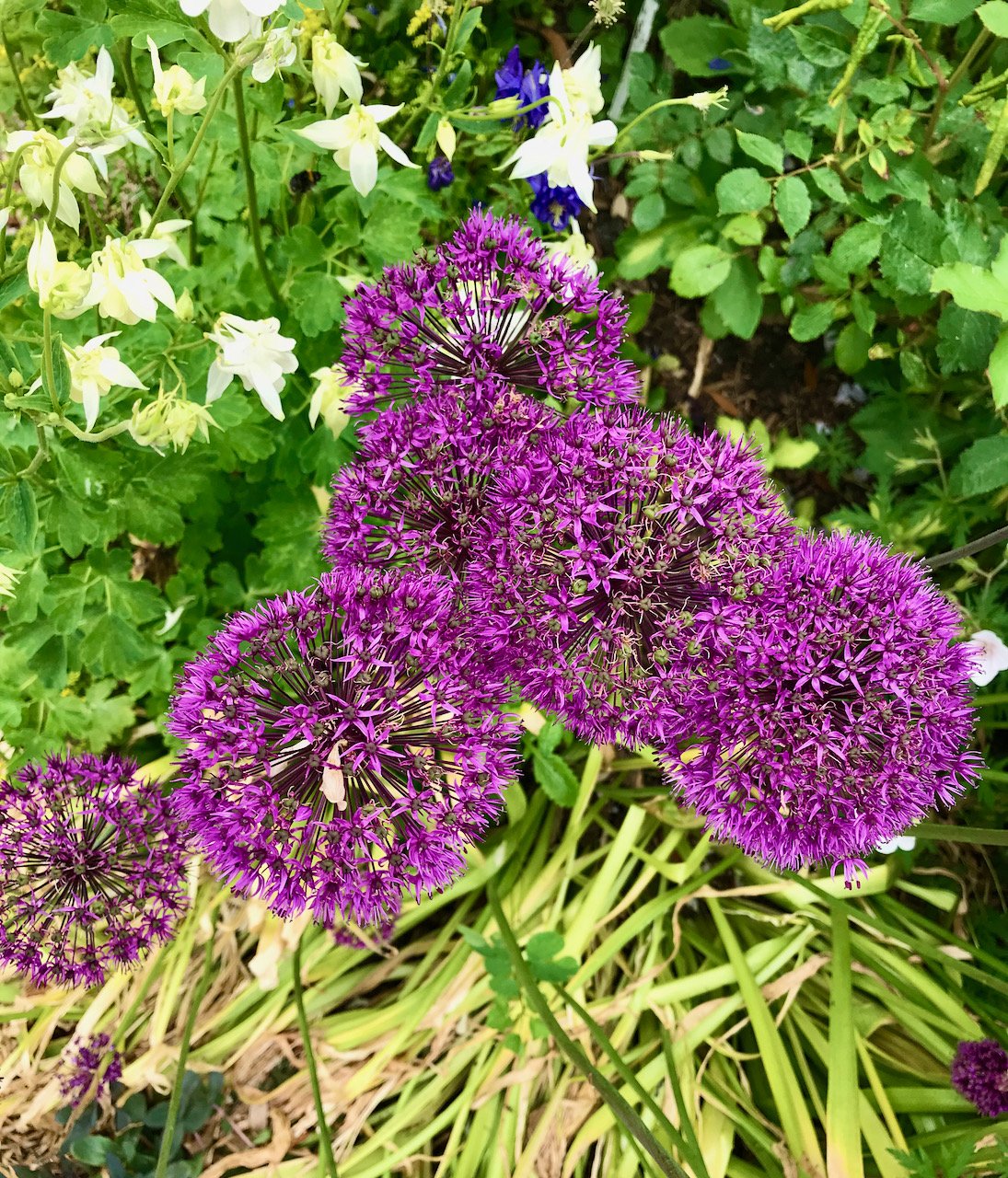 a bunch of allium heads against foliage which includes 'granny's bonnets'