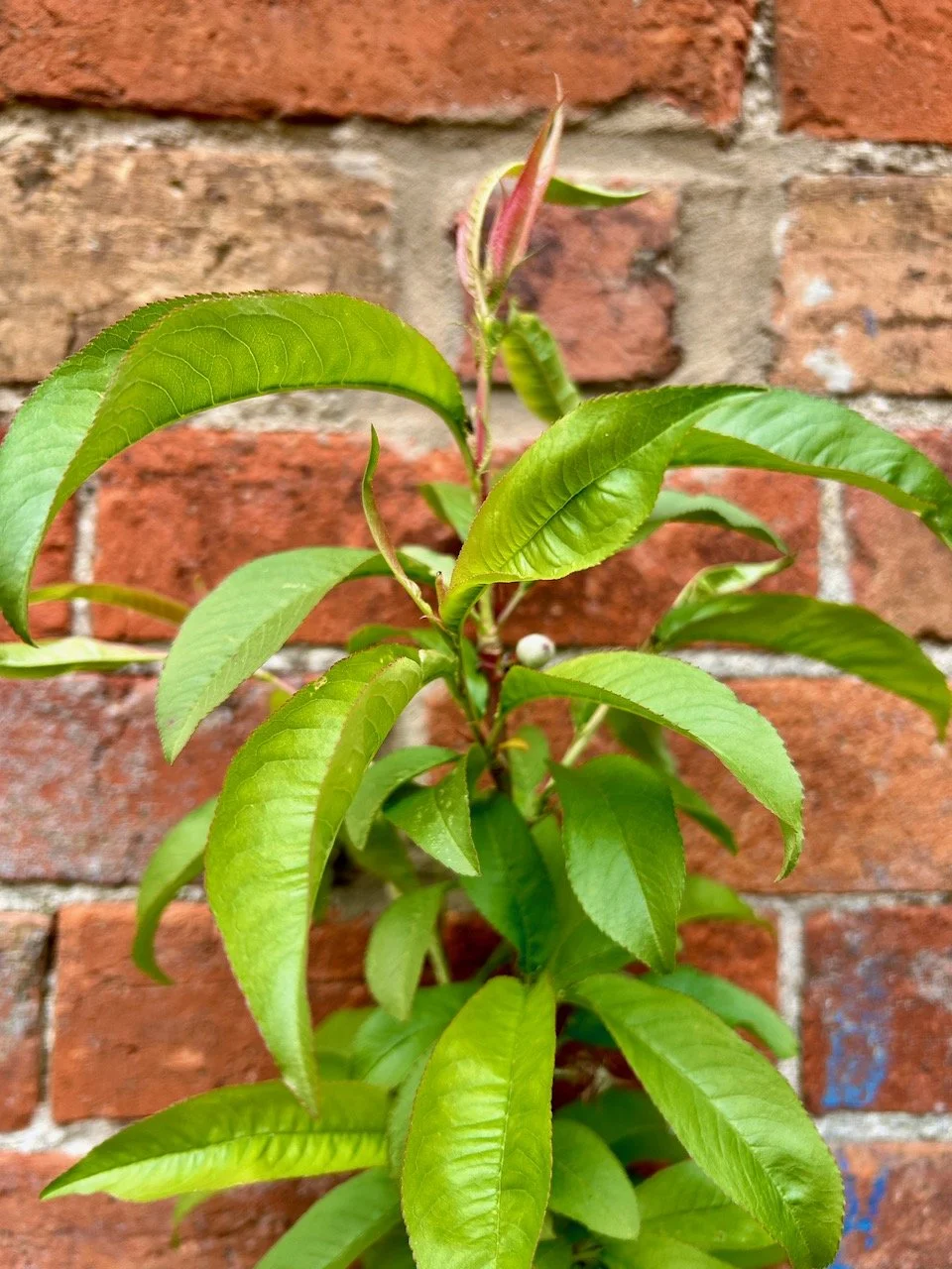 The nectarine tree main stem- full of leaves and perhaps the start of a tiny fruit