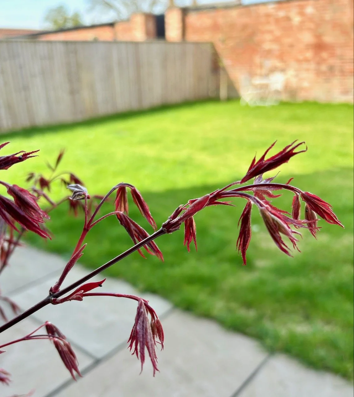 Our red acer starting to show its small red leaves
