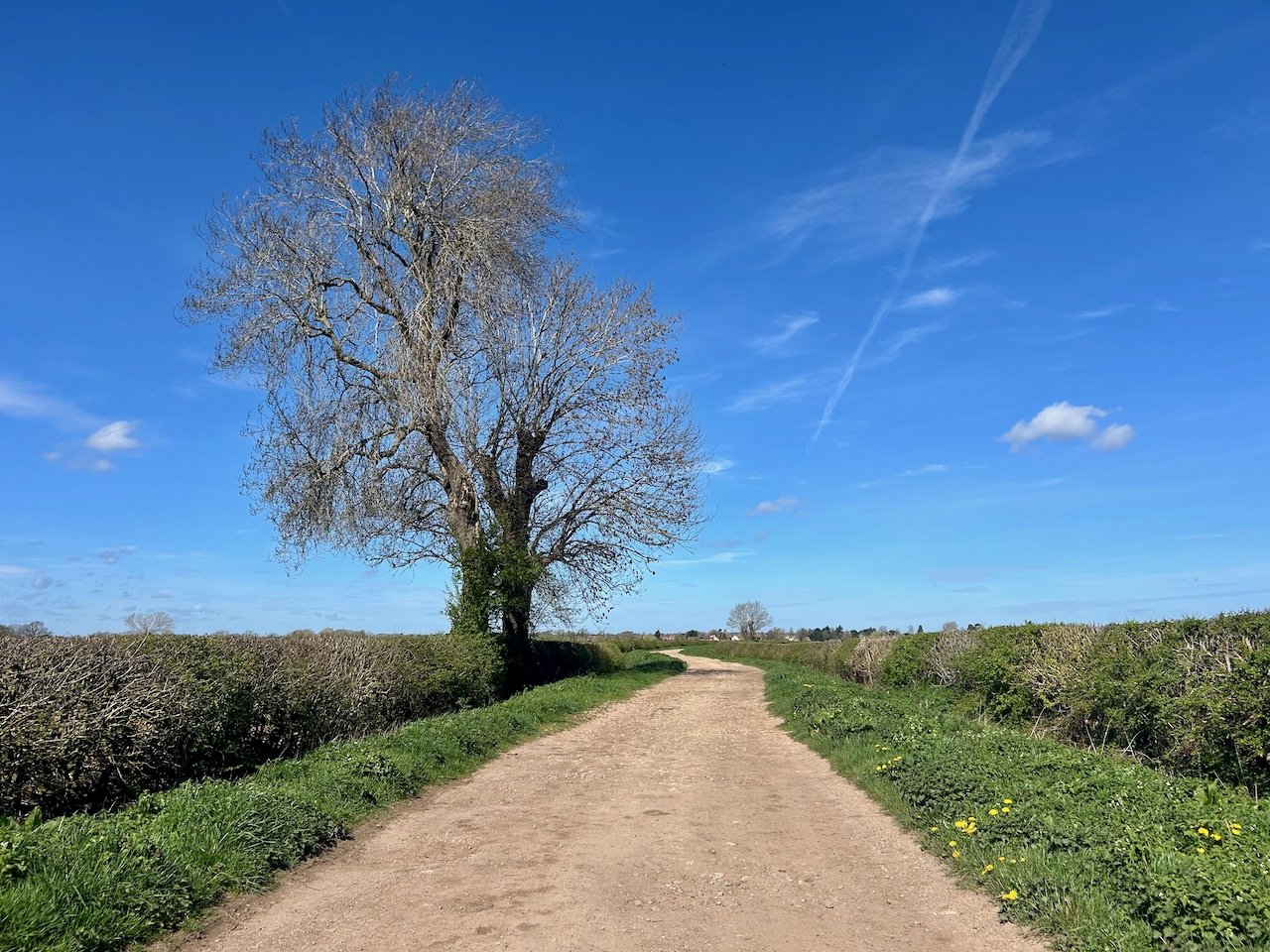Looking down towards the river trent, with a tree on the left handside and hedges/boundaries of the fields either side of the track