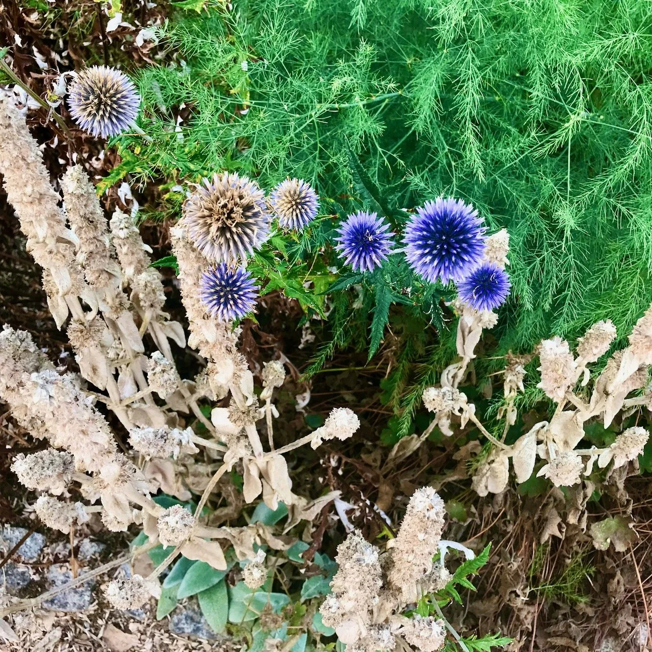 looking down on the blue spiky spheres of the sea holly