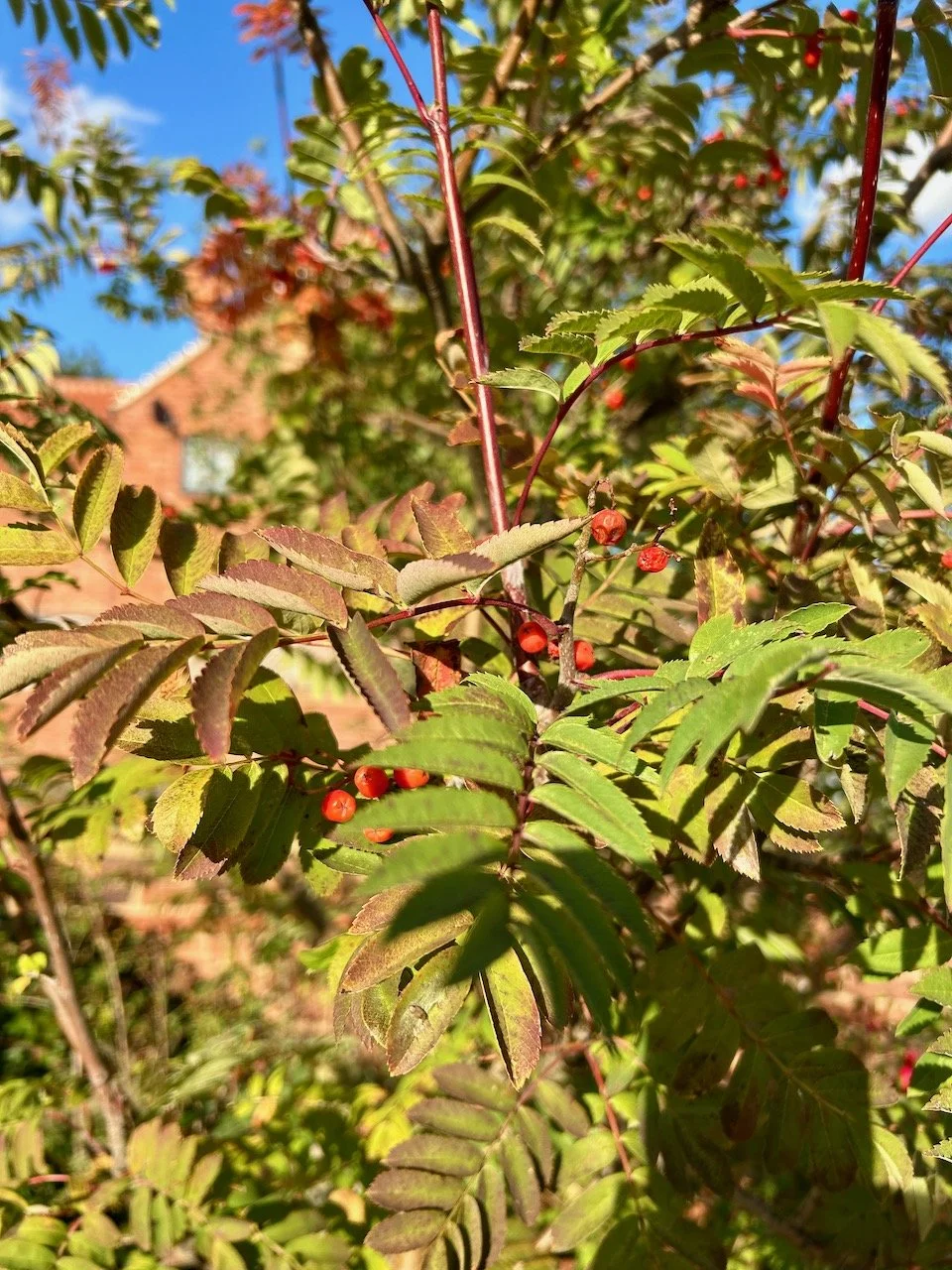 My garden in September