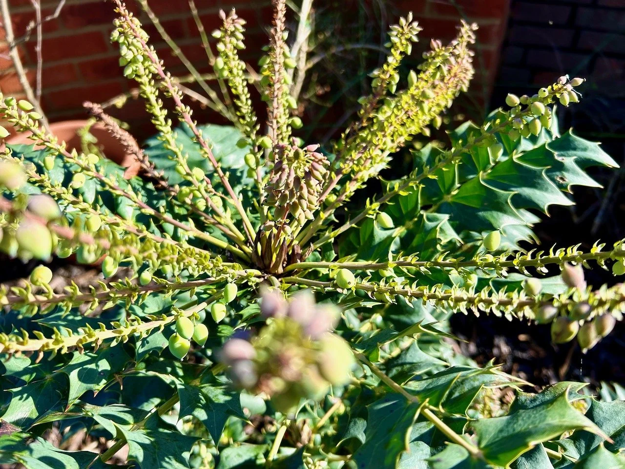 Looking into the crown of the mahonia, with it's blueish berries replacing the yellow flowers
